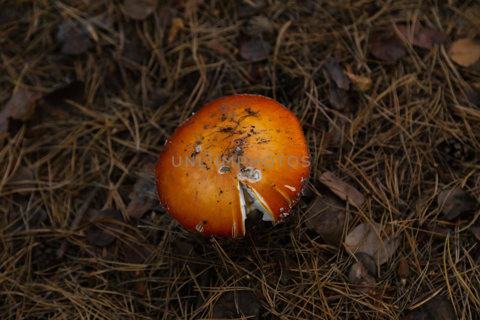 Big fly agaric in the forest. Big red and white fly agaric in the forest growing in the grass.