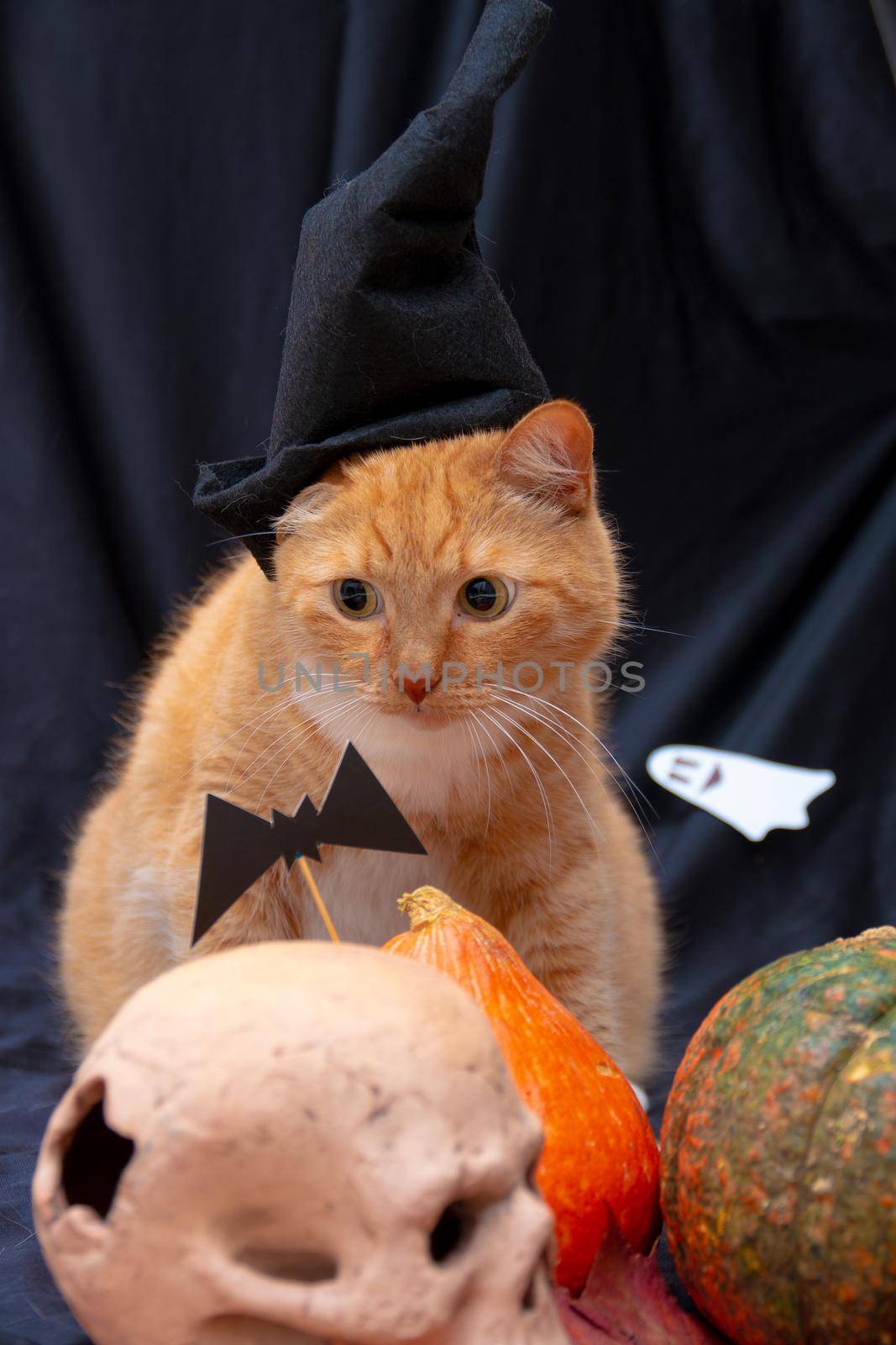 red cat in a black hat with halloween pumpkins and a skull on a dark background by natashko