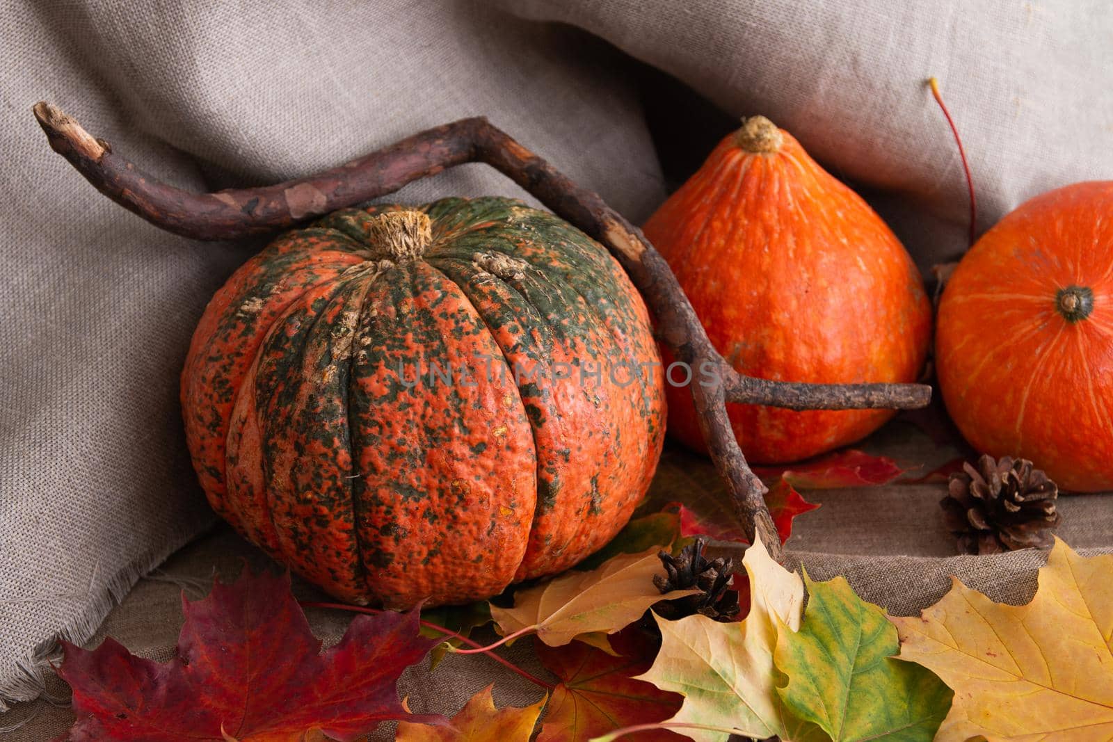 pumpkins, cones and auturm leaves on a linen, fabric texture,copy space, top view,cozy still life by natashko