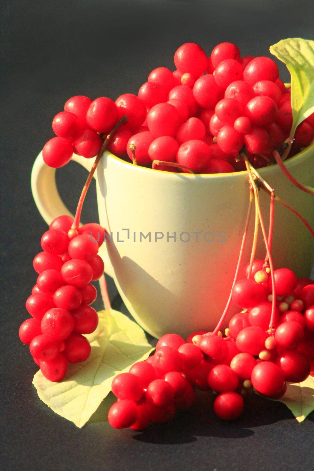 red schizandra in the cup on the dark background. Crop of schizandra