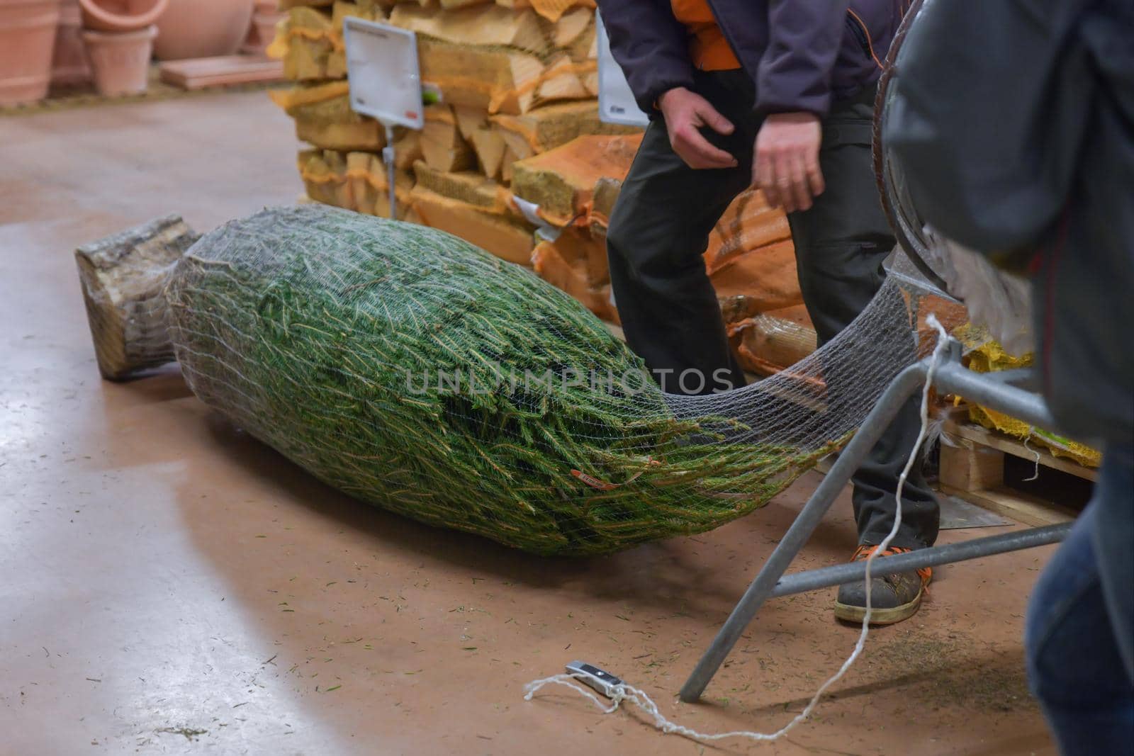 Salesman being wrapped up a cut Christmas tree packed in a plastic net
