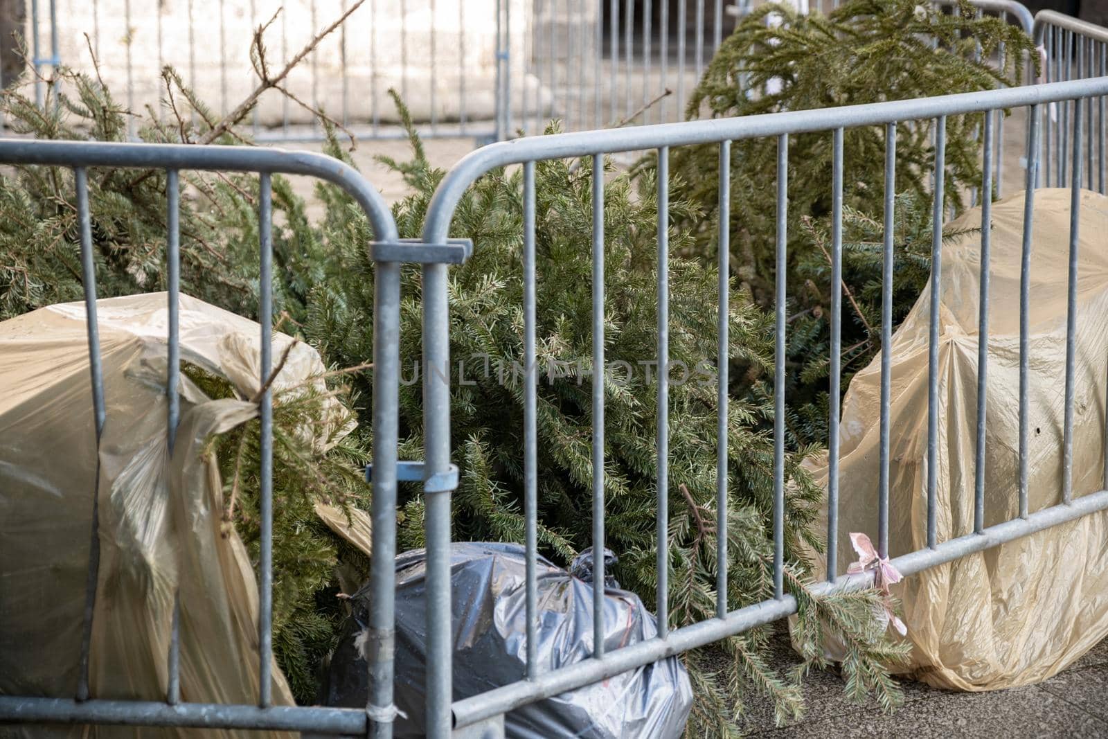 Used Christmas trees behind the fence