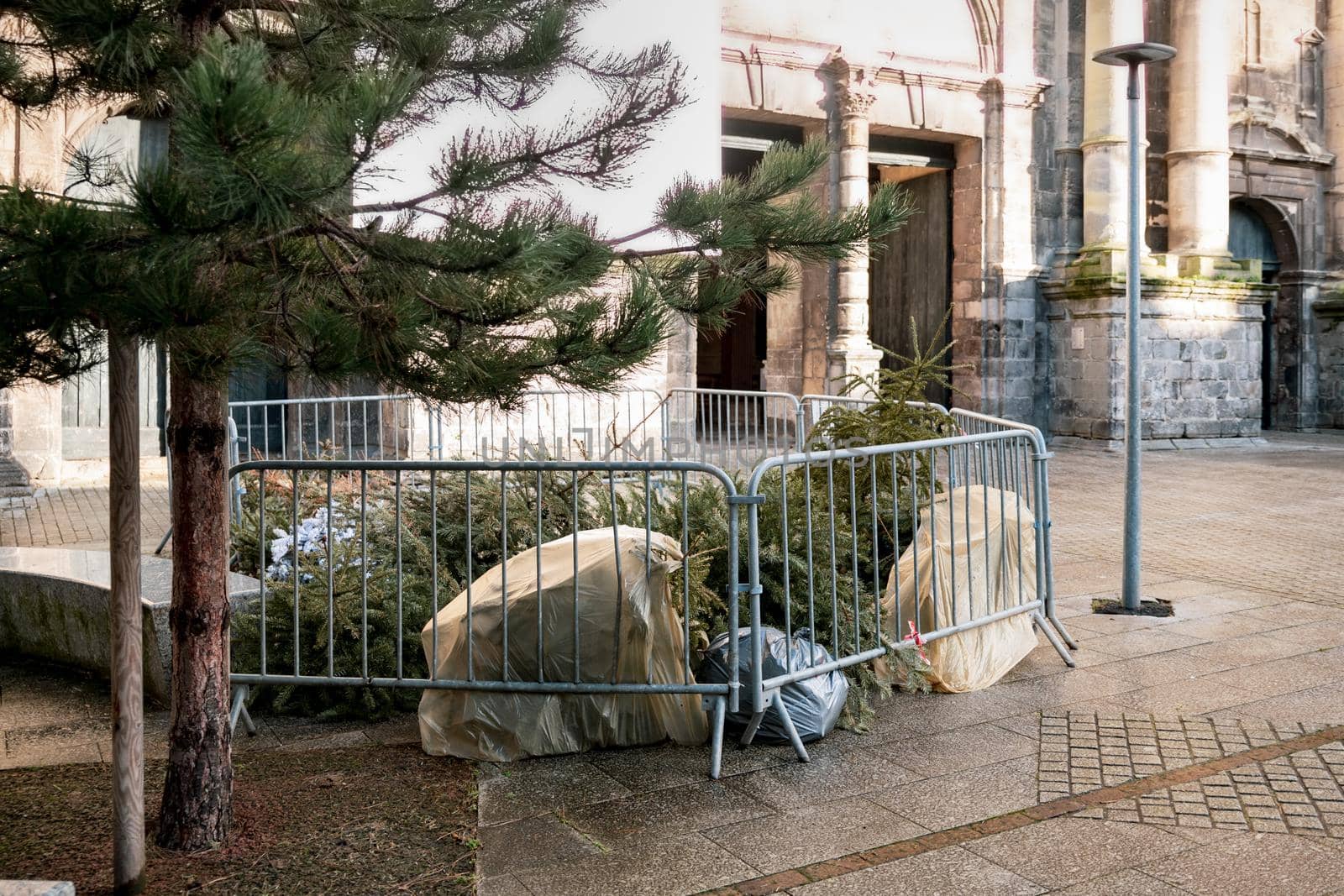 Used Christmas trees behind the fence