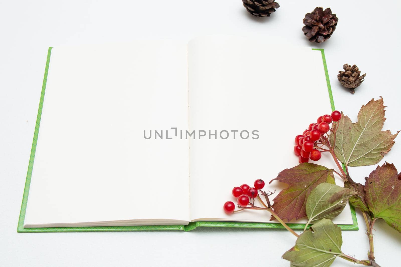 branch with red viburnum berries and pine cones on an open notebook with thick leaves on a white background copy space top view place for your text the beginning of autumn by natashko