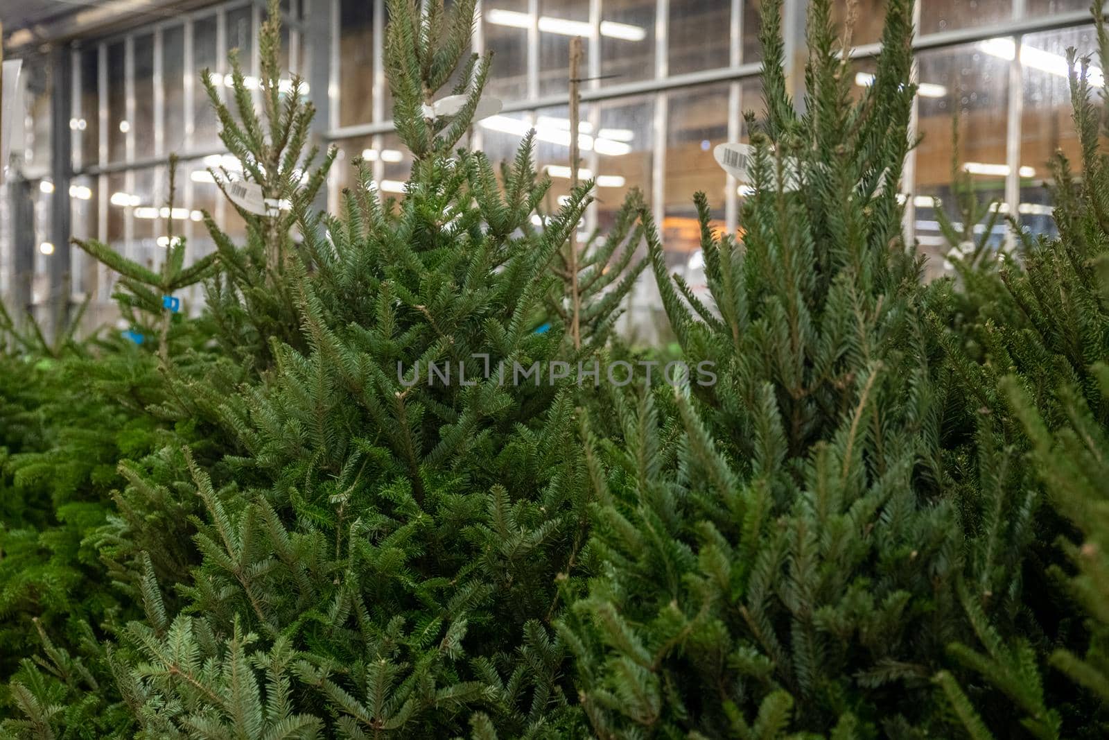 Christmas trees for sale on a market