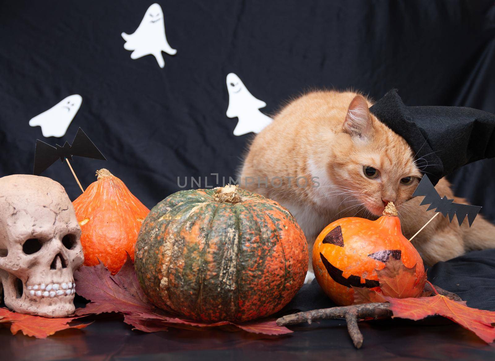 red cat in a black hat with halloween pumpkins and a skull on a dark background front view ghost on a background white black orange pumpkin auturm leaves on a floor