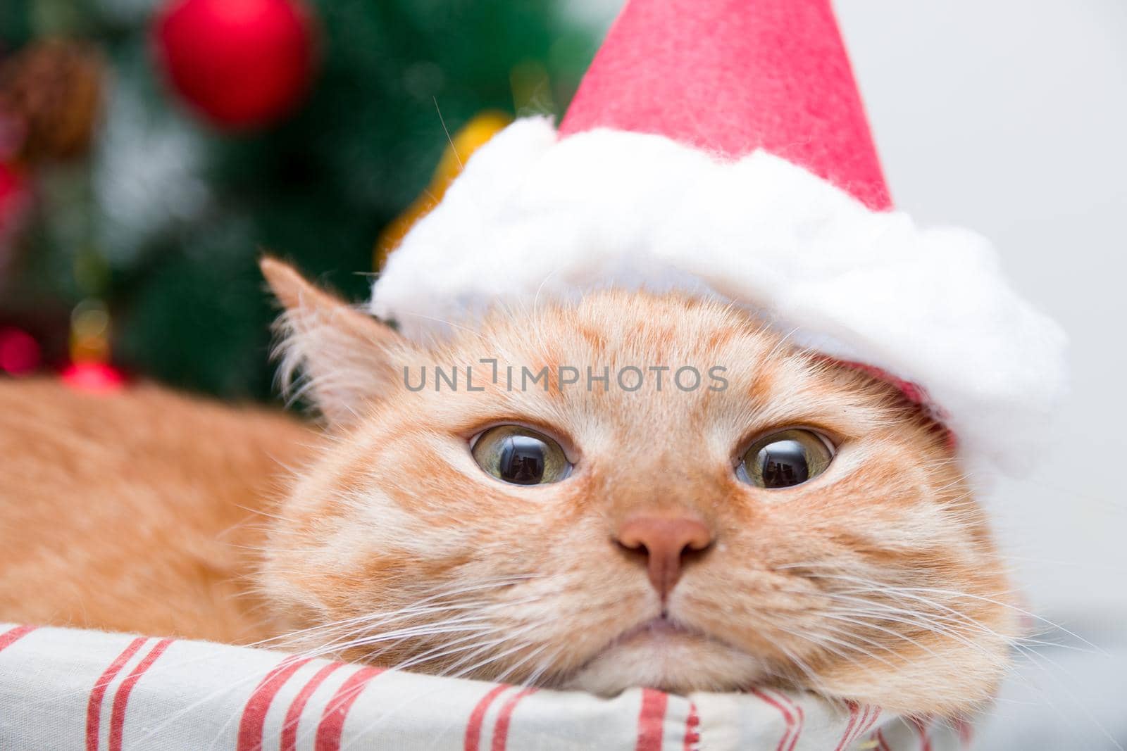 cute red cat in santa claus hat lies in a wicker basket on the background of a dressed-up christmas tree, ginger cat