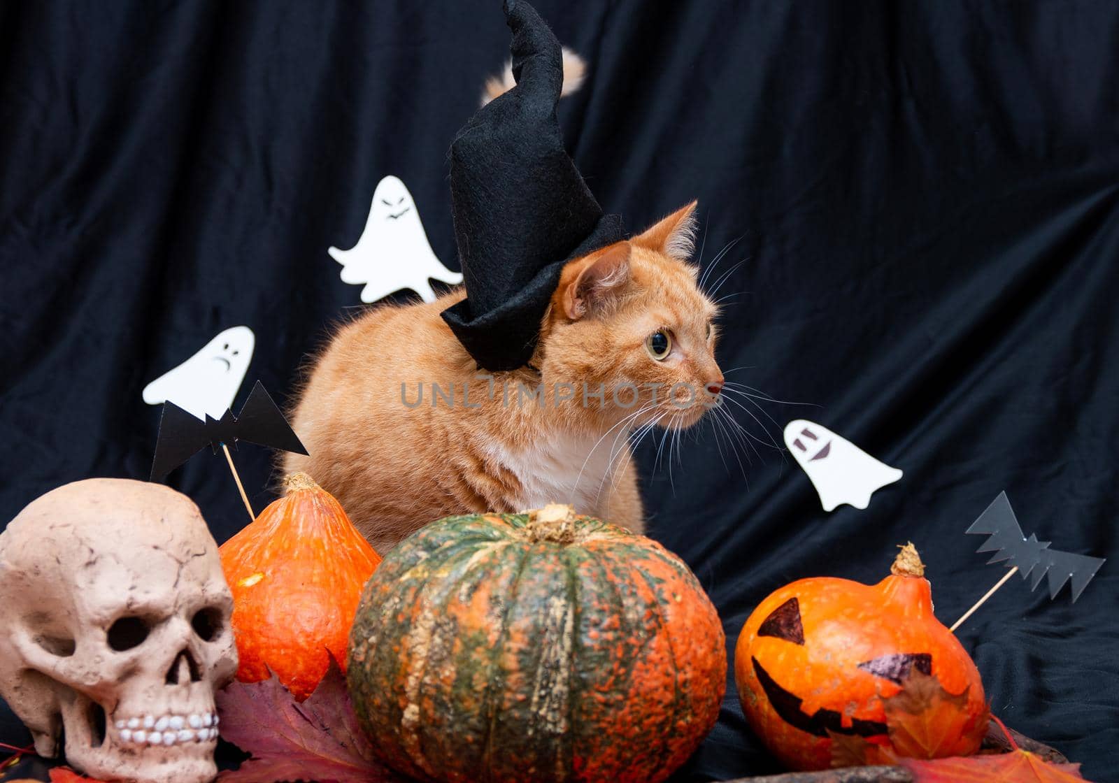 red cat in a black hat with halloween pumpkins and a skull on a dark background front view