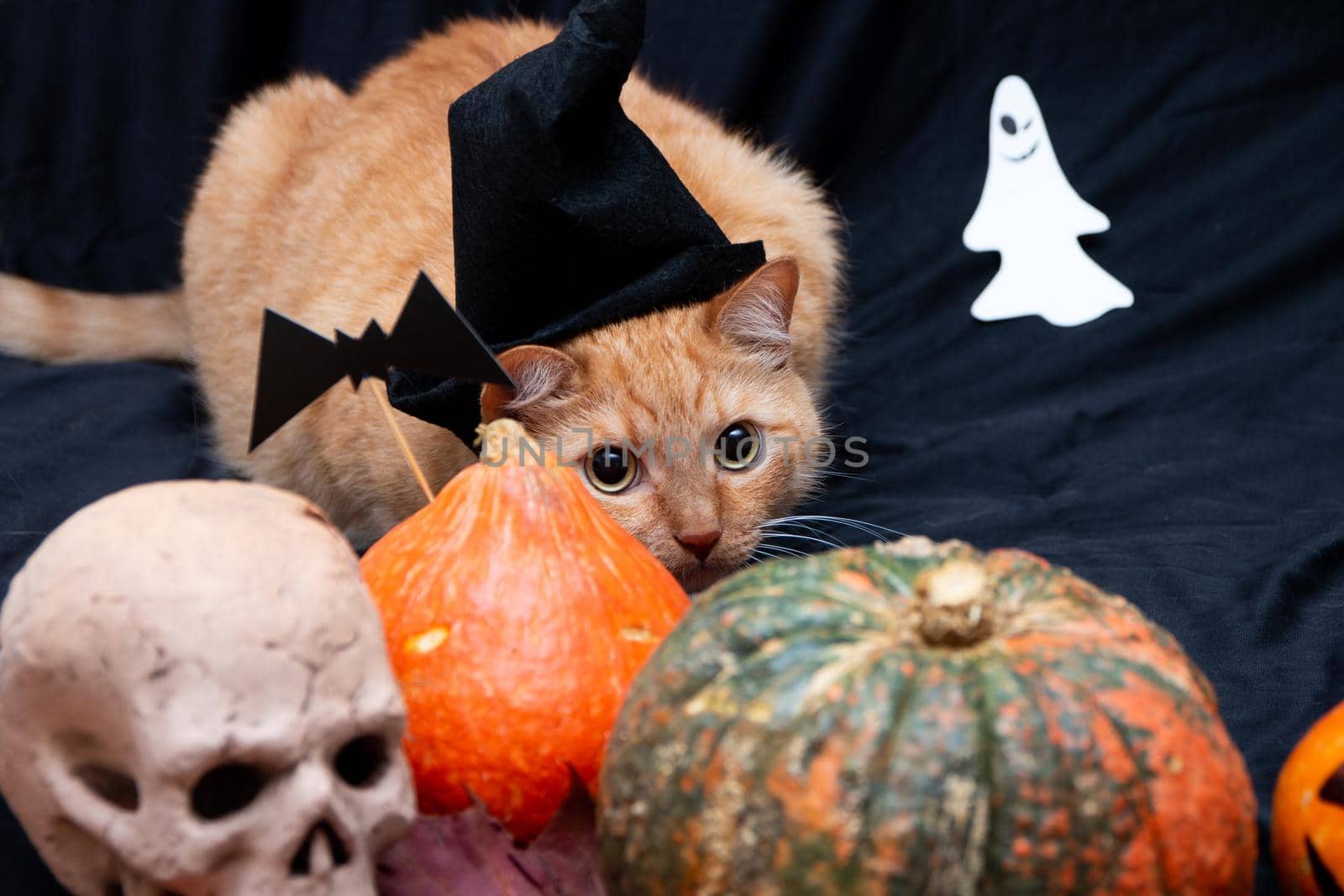 red cat in a black hat with halloween pumpkins and a skull on a dark background front view