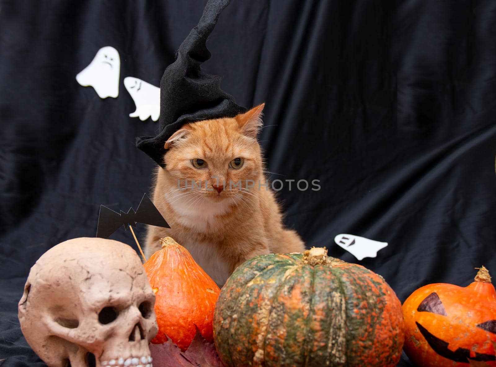 red cat in a black hat with halloween pumpkins and a skull,ghosts on a black background front view