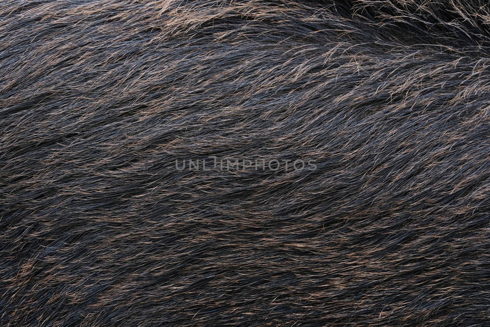 Close up on gray wild boar hair. Animal fur banner.