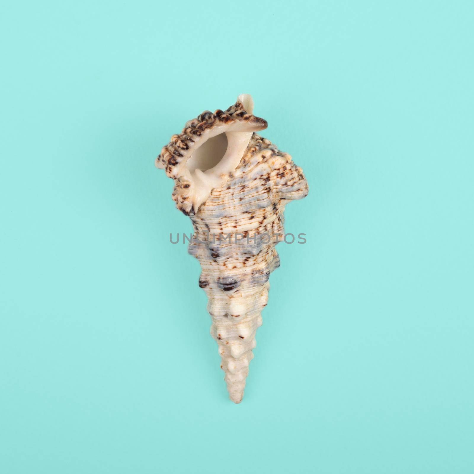 Sea Shell isolated on light blue background. Top view. by esvetleishaya