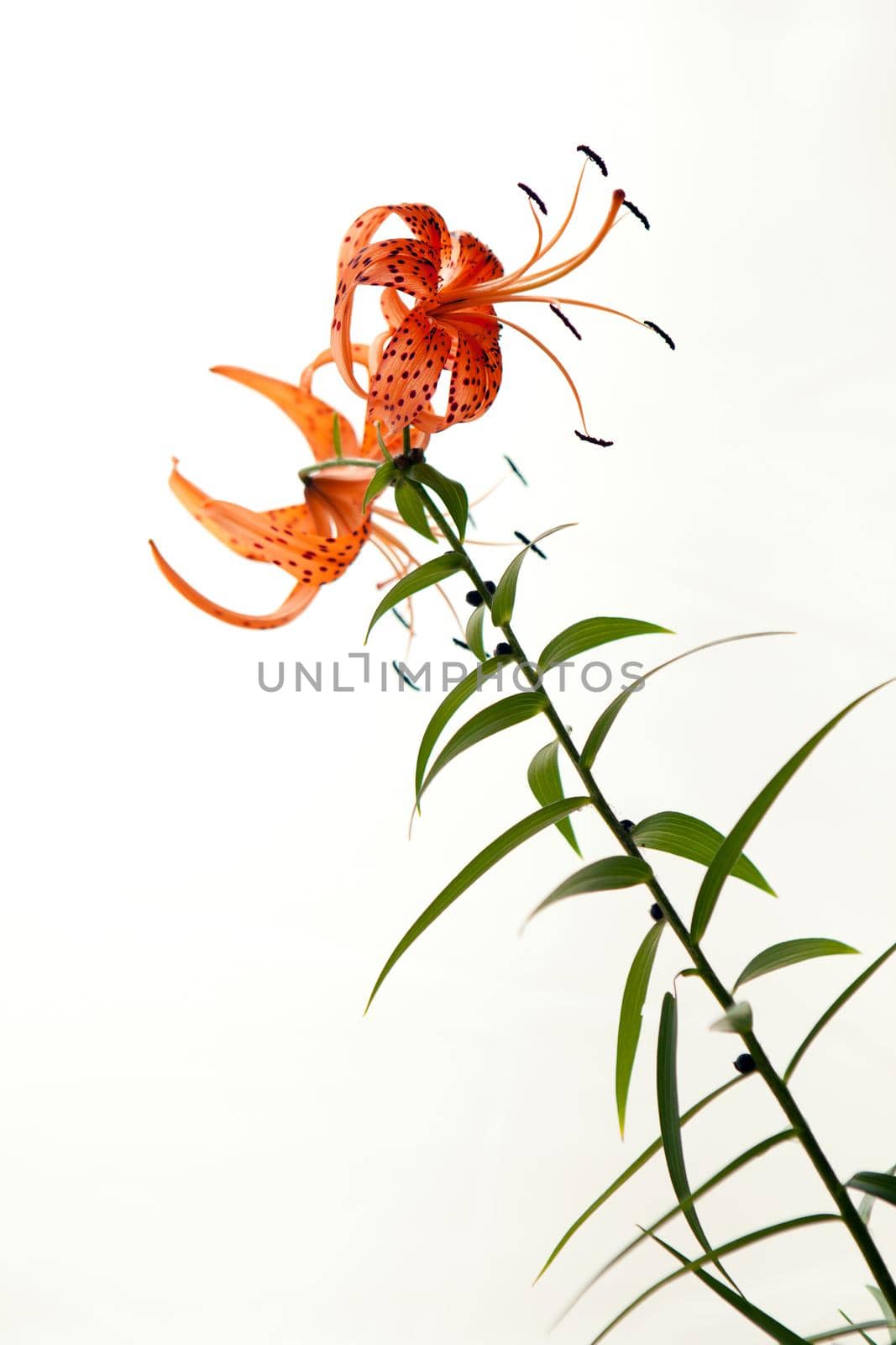 Orange lily flowers close up isolated on white background. Tiger Lily petals in full blossom