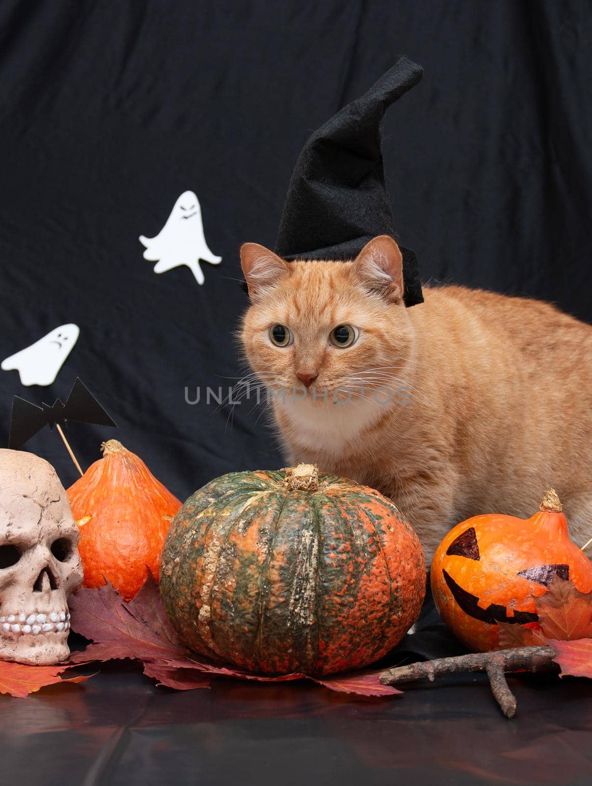 red cat in a black hat with halloween pumpkins and a skull on a dark background front view
