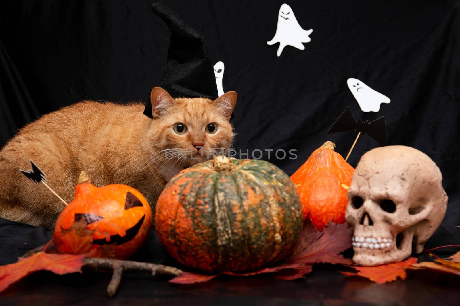 red cat in a black hat with halloween pumpkins and a skull on a dark background by natashko