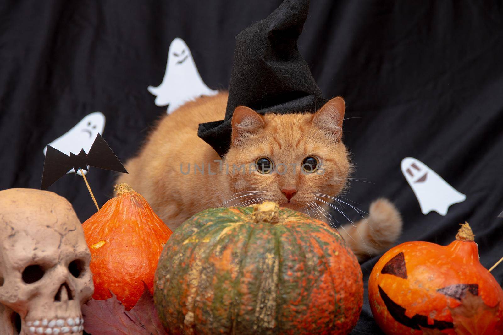 red cat in a black hat with halloween pumpkin and auturm leaves,skull and ghosts on a black background