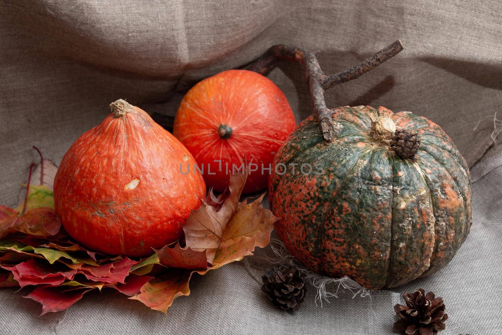 pumpkins, cones and auturm leaves on a linen, fabric texture,copy space, top view,cozy still life by natashko