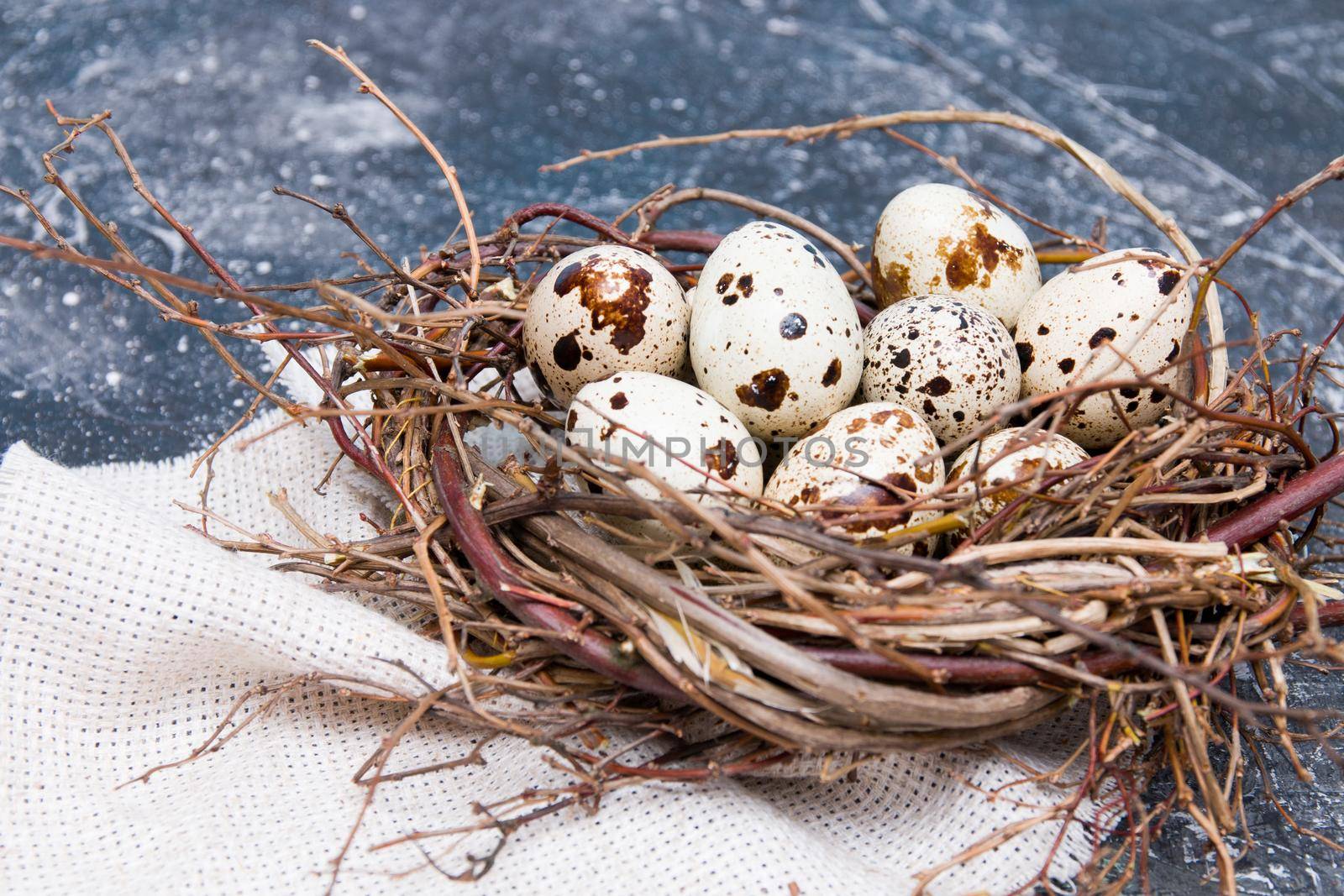 quail eggs in a nest on a black background copy space