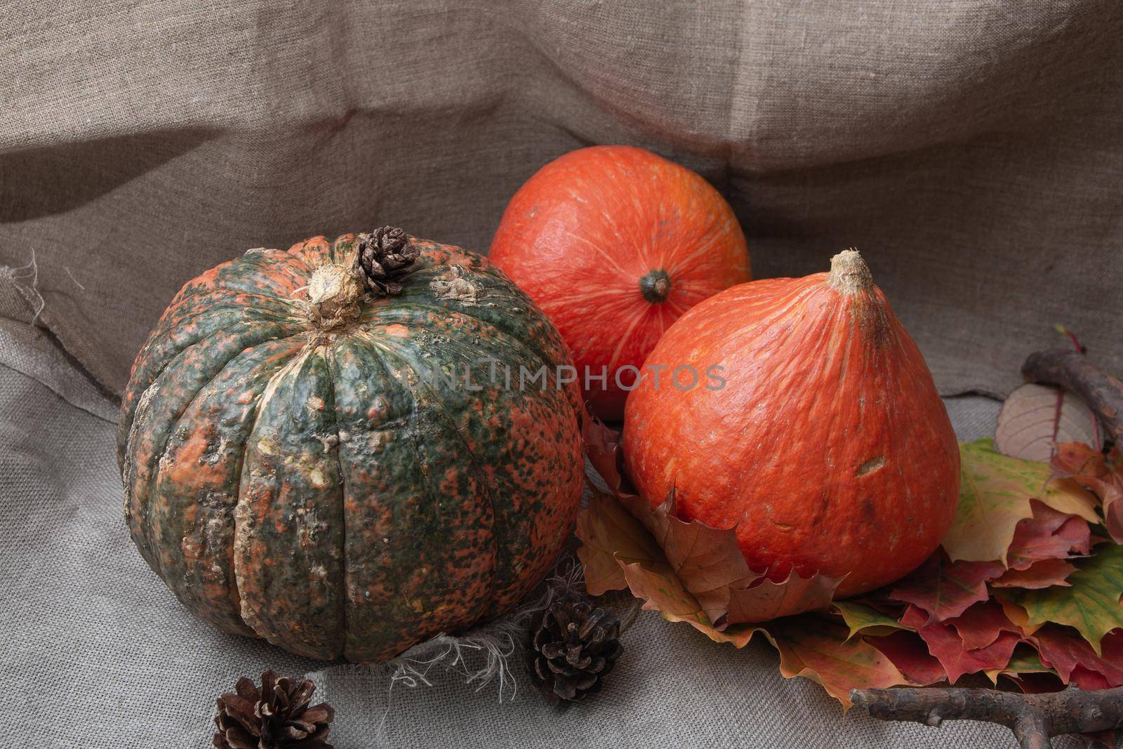 pumpkins, cones and auturm leaves on a linen, fabric texture,copy space, top view,cozy still life by natashko