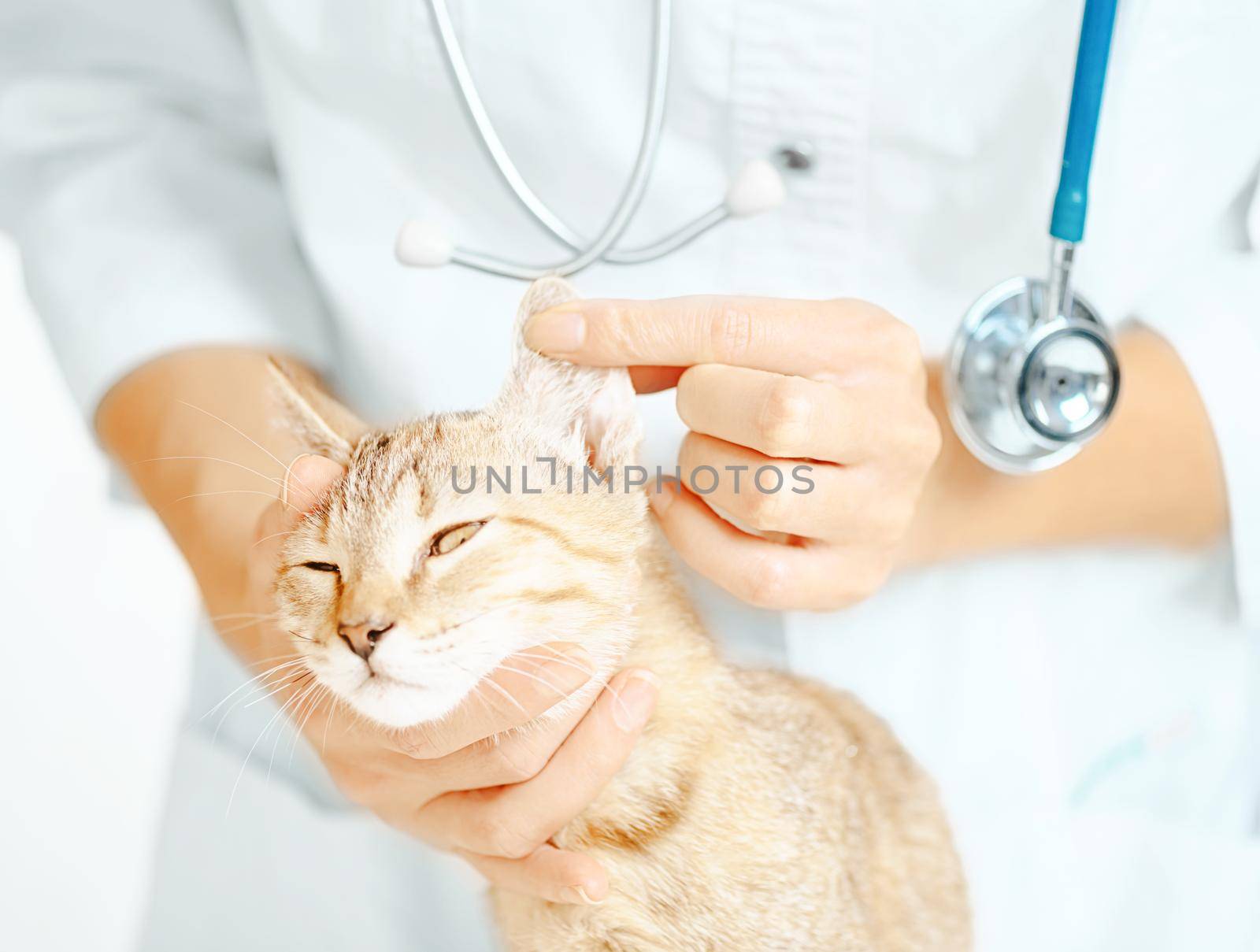 Unrecognizable doctor veterinarian examining ear of kitten.