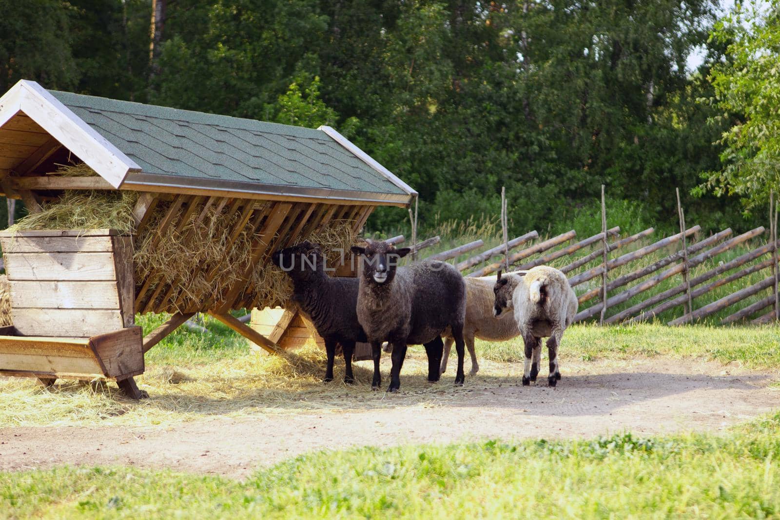 A group of sheeps on the farm eating grass in the morning.
