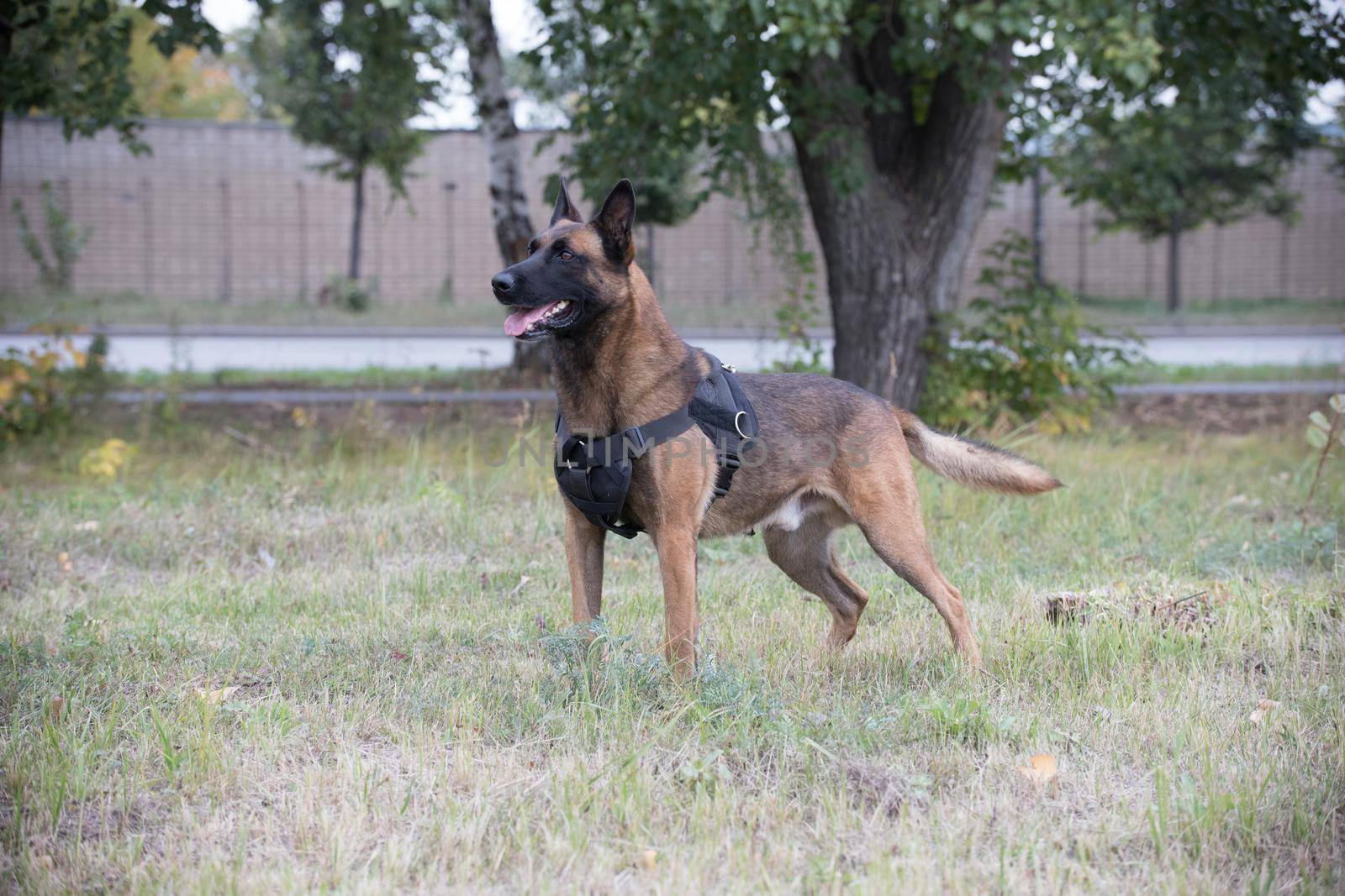 Big trained german shepherd dog standing on a green field