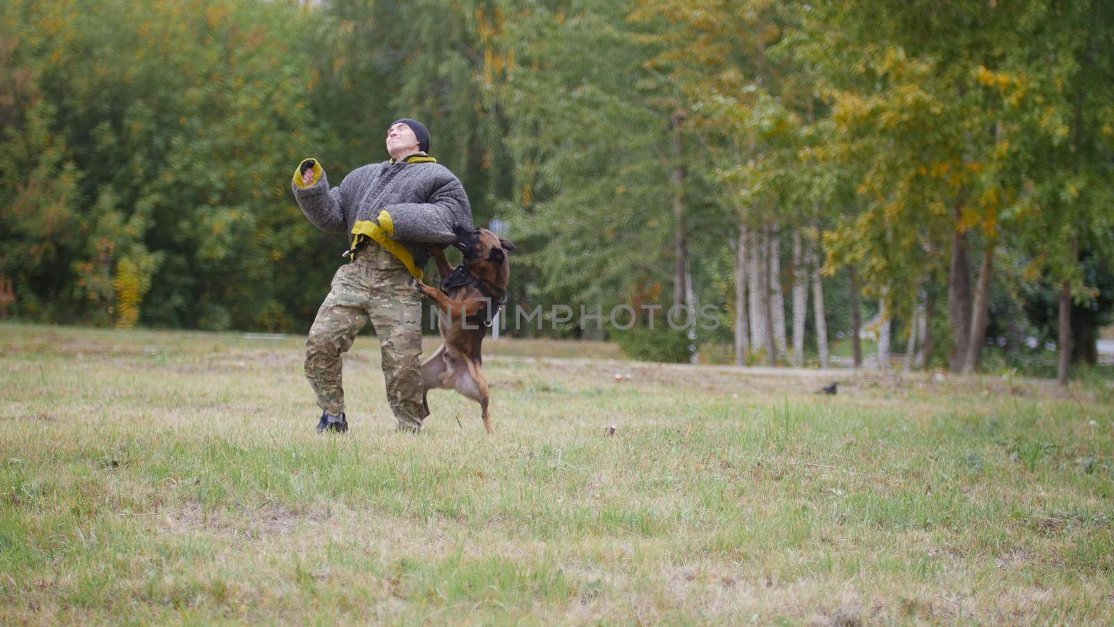 Big trained german shepherd dog bites his trainer in a protection suit in the arm