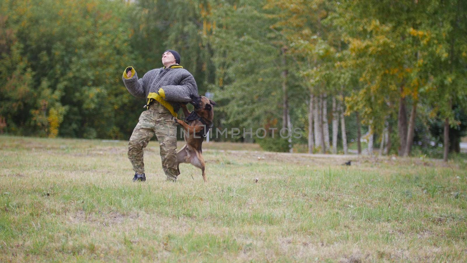 Big trained german shepherd dog bites his trainer in a protection suit in the arm