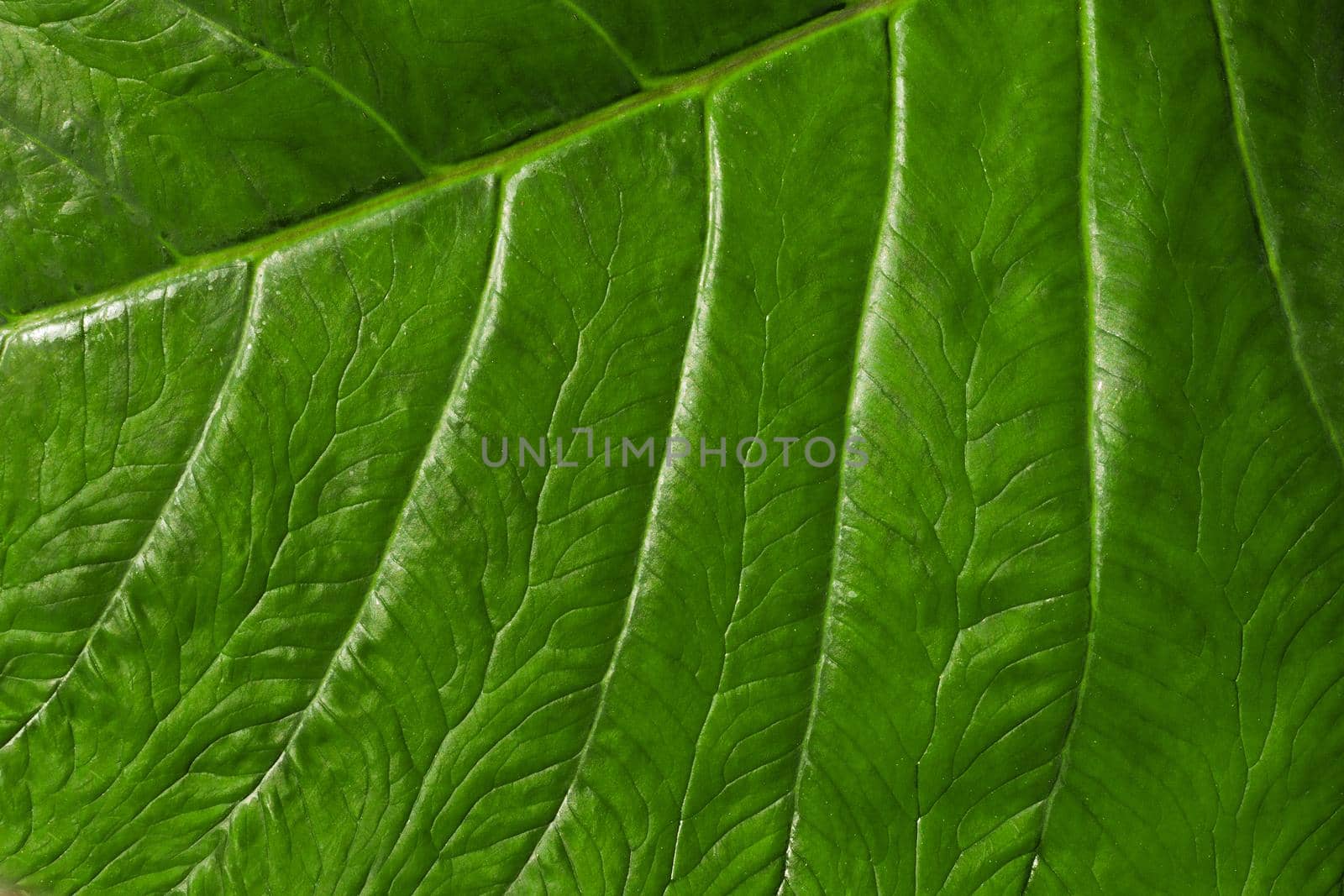 green leaf texture and structure for background or wallpaper. leaf vein macro close up. abstracted and natural, organic and zero waiste concept