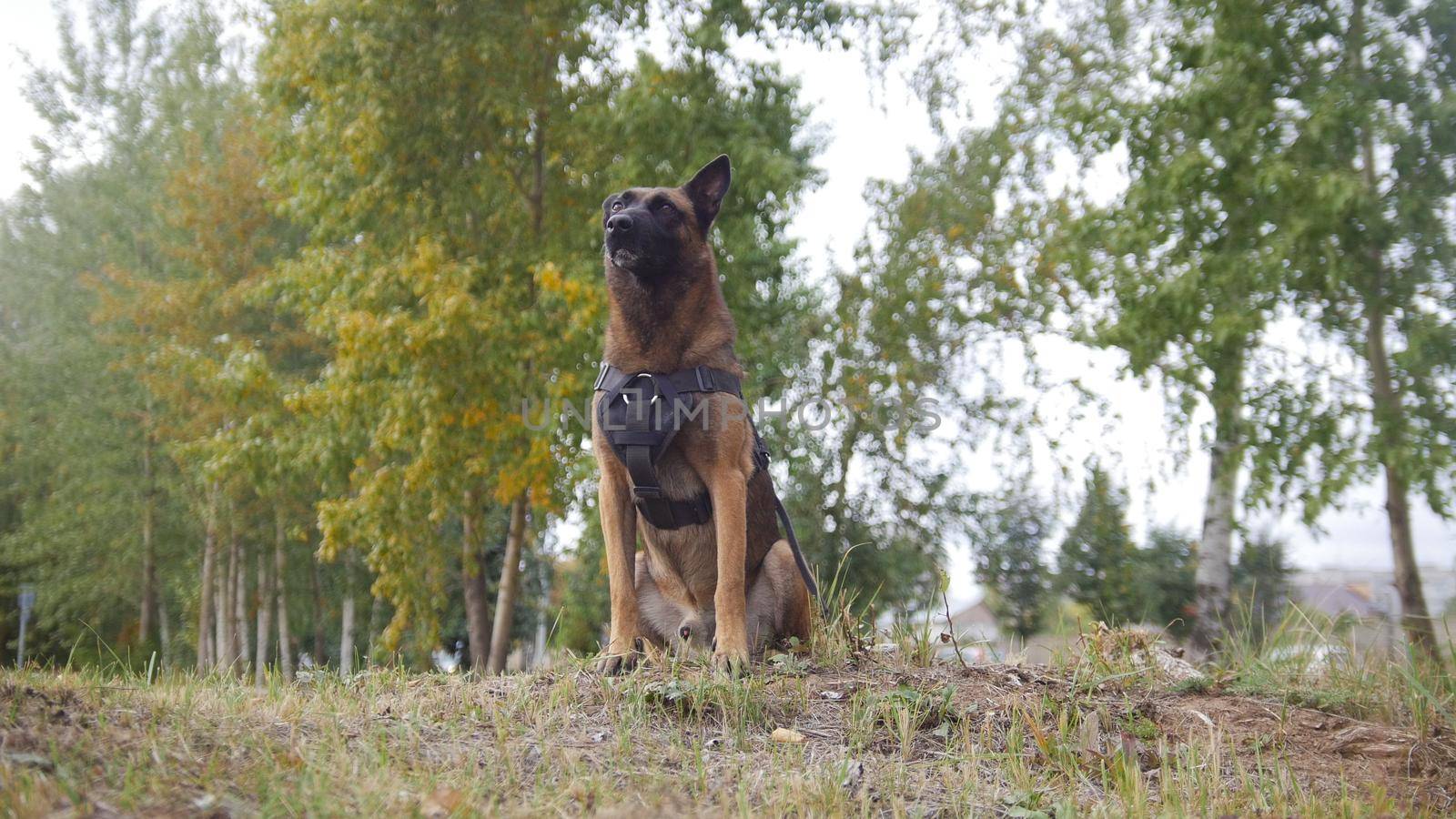 A trained german shepherd dog staying on a green field looking straight