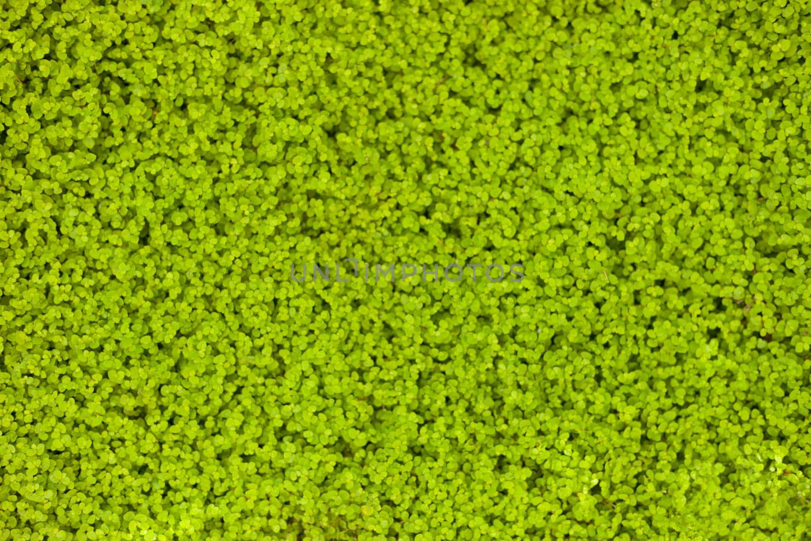 blurred grass image top view for background or wallpaper. Green leaves backdrop. Foliage. Top view. No focus. Nature background. Close up.