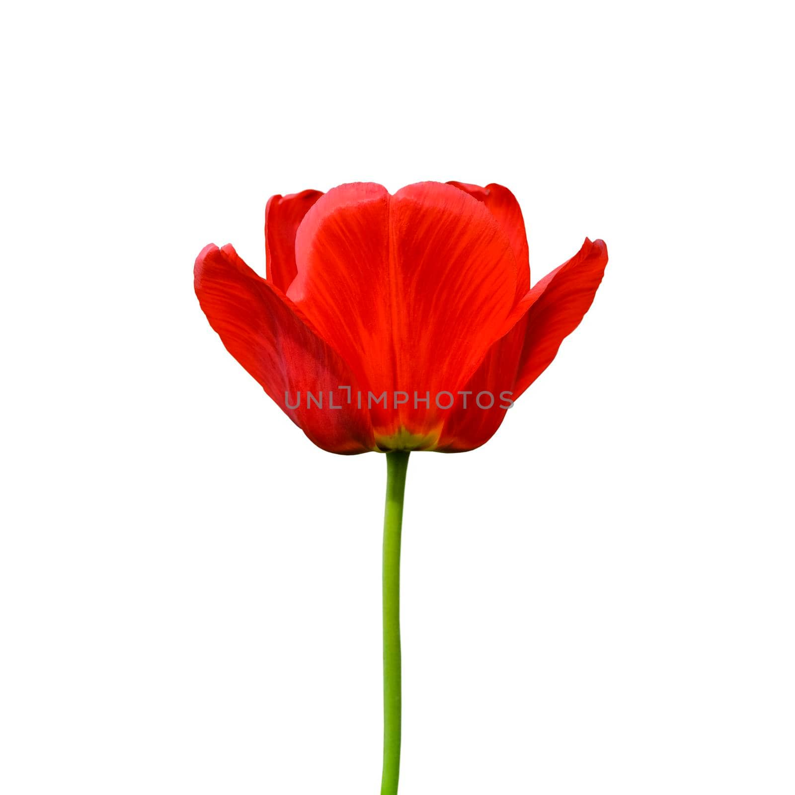 Red tulip flower isolated on white background. Tulip flower head isolated on white. Spring flowers.