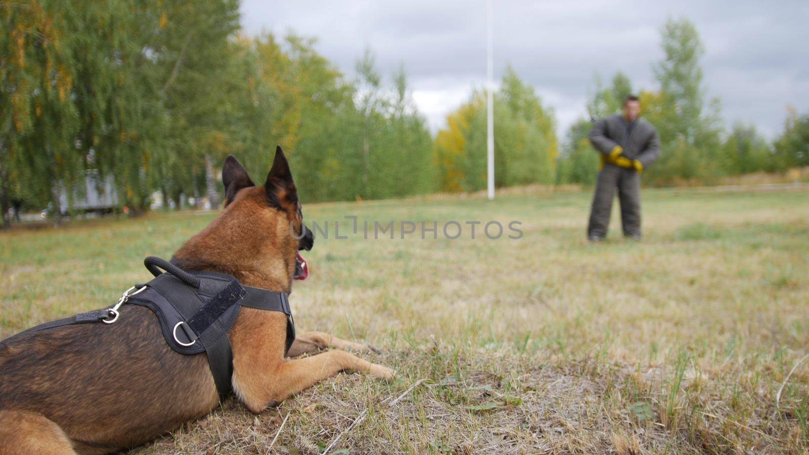 A big trained german shepherd dog laying on a field. Man on the protection is staying on the other side of the field