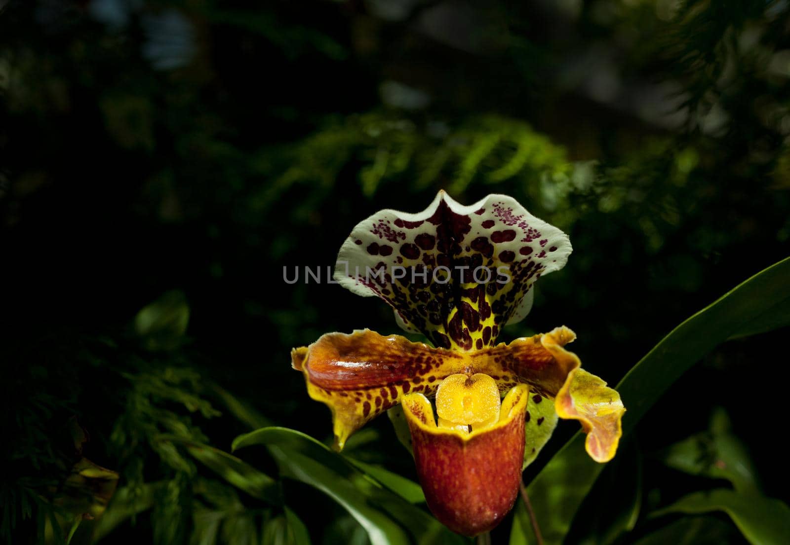 dark blossoming orchid flower plant - tropical exotic beautiful branch at botanical garden. dark foliage background