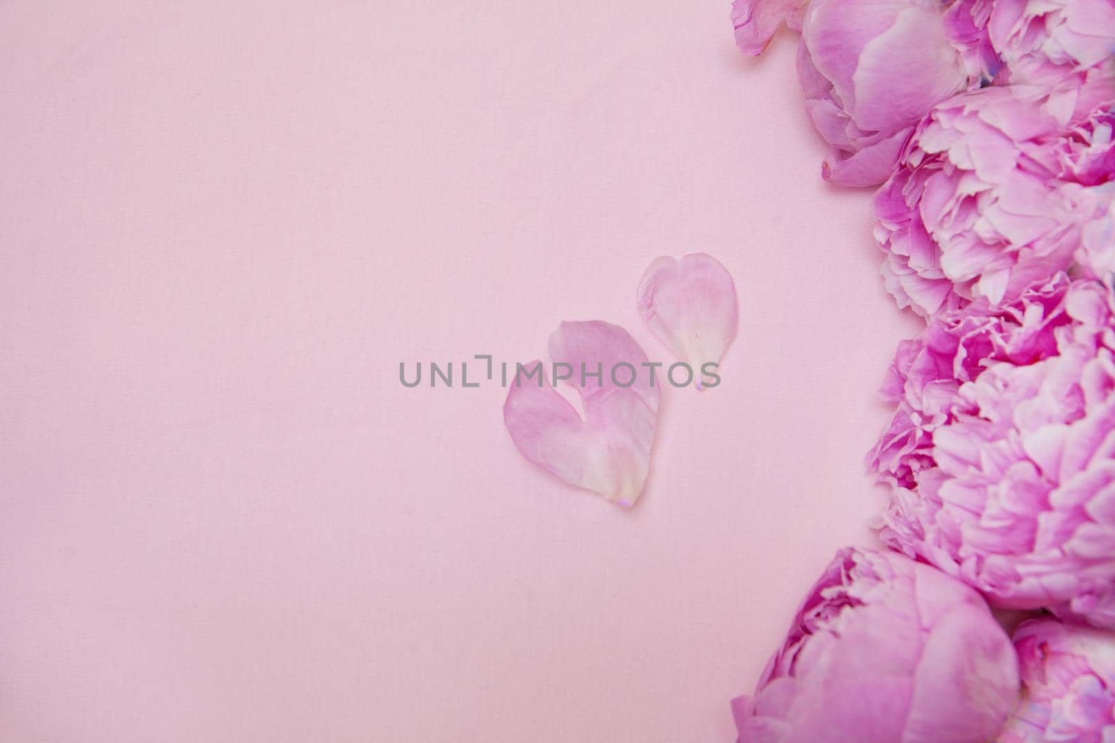 Pink peony flowers on pink background. Heart shaped two petals. Copy space for text. Top view. Wedding, valentine's day or mothers day concept