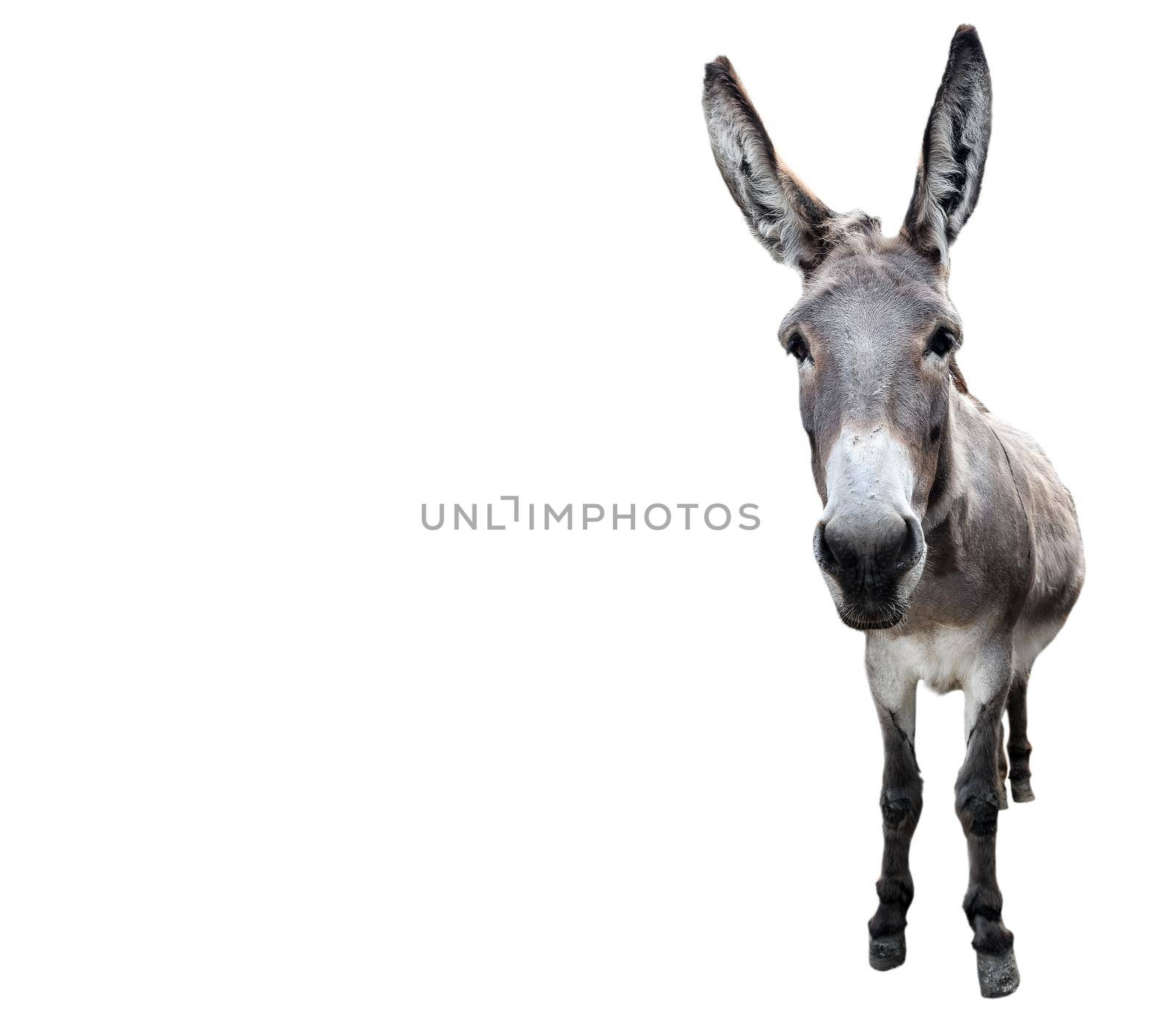 Donkey full length isolated on white. Funny gray donkey standing in front of camera. Farm animals. by esvetleishaya