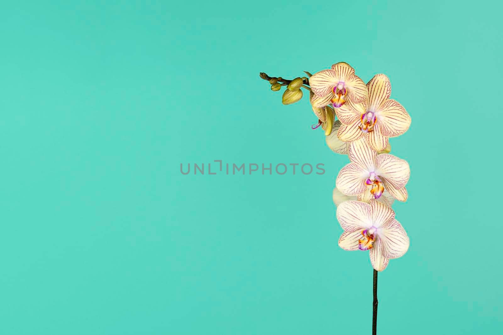 Beautiful tender yellow orchid branch isolated on blue background. Flower banner with copy space by esvetleishaya