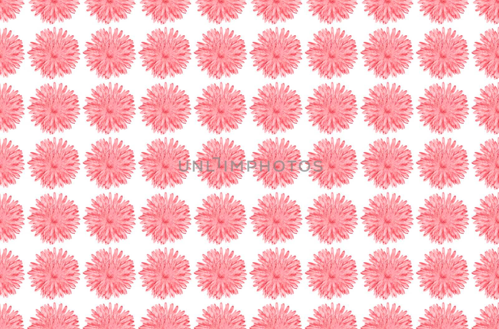 Pink Chamomile or gerbera isolated on white seamless pattern. Summer flowers