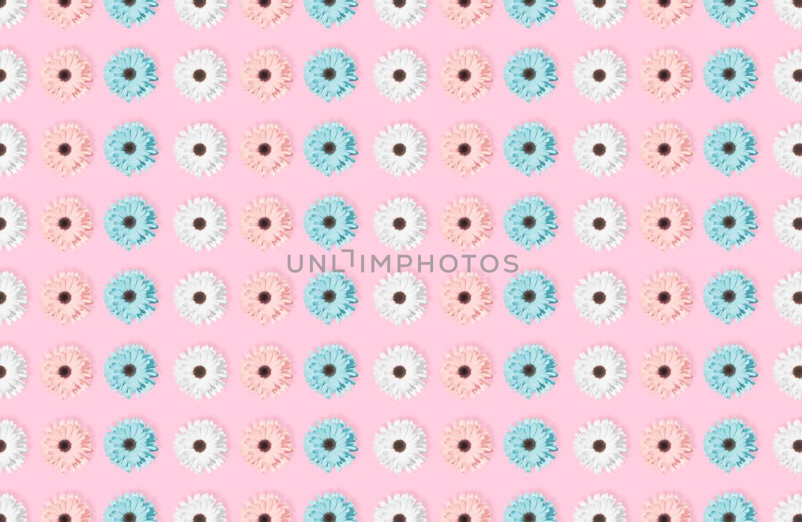 Pink, blue and white Chamomile or gerbera seamless floral pattern. Summer flowers