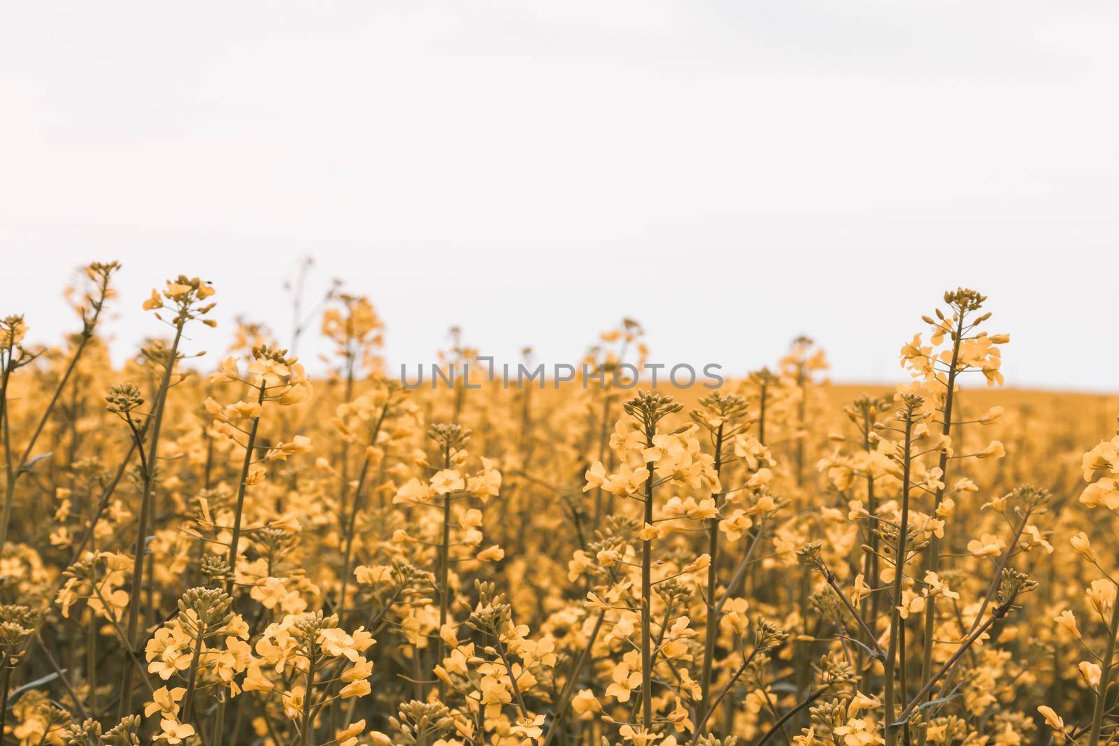 blooming rapeseed fields photographed in cloudy weather in the villages of Denmark.