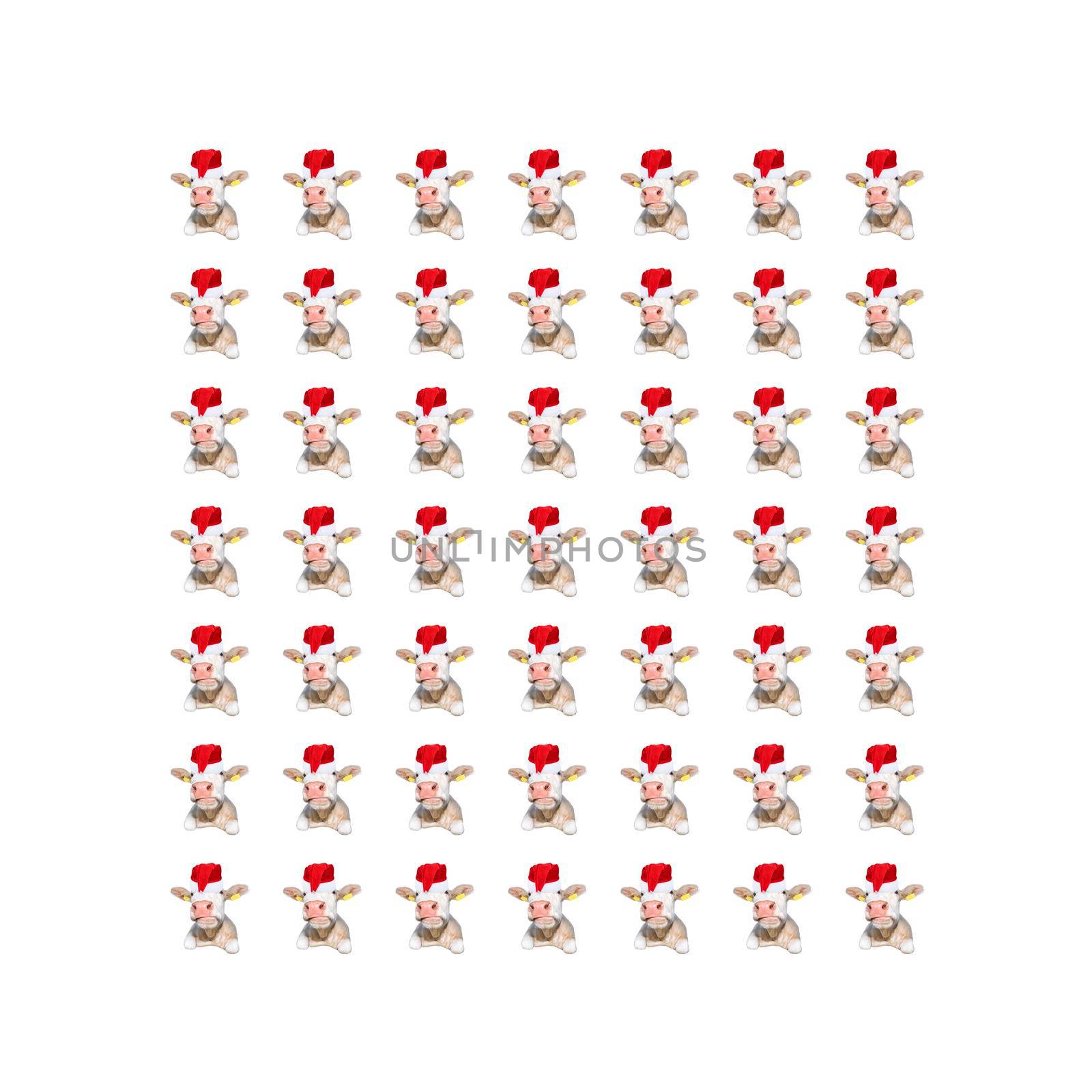 Funny white bull isolated in Christmas hat pattern. Spotted Cow portrait isolated on white. Square frame