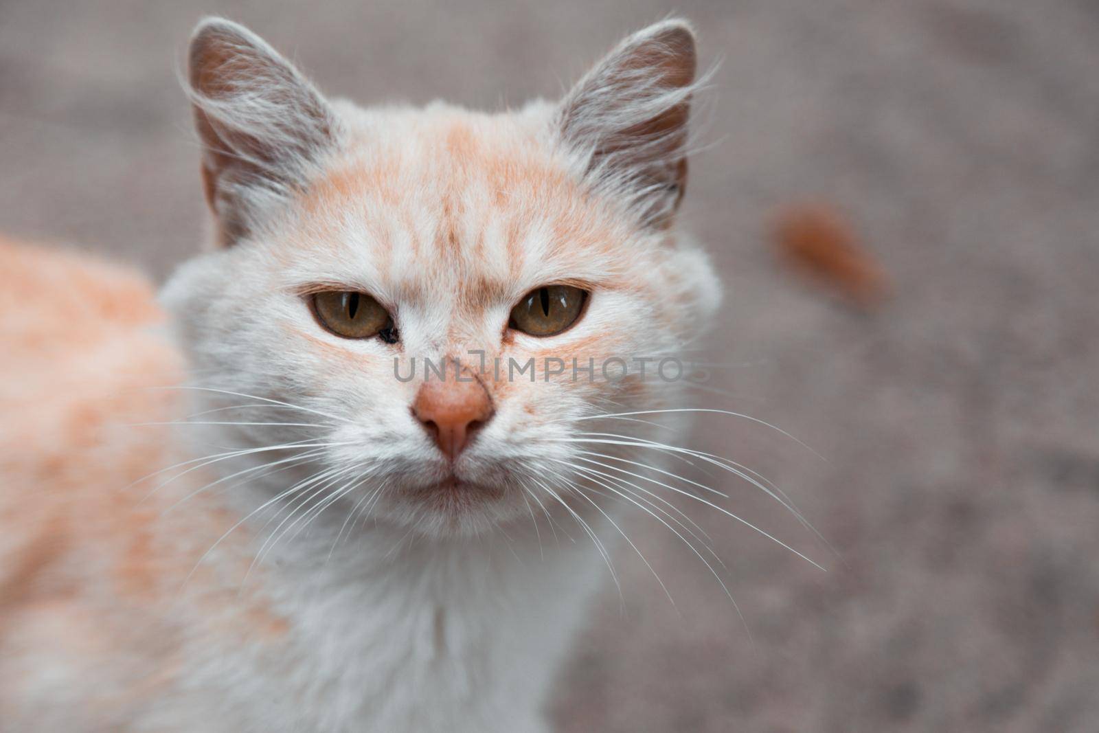 White and orange cat looking at camera. Portrait of white and orange cat looking at camera, cute pet at home.