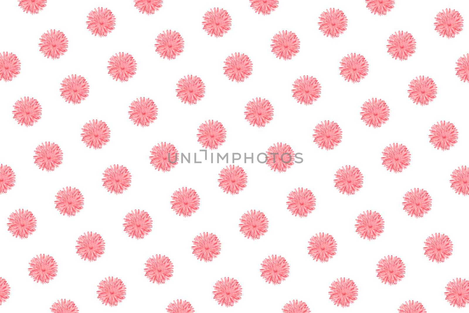 Pink Chamomile or gerbera isolated on white diagonal pattern. Summer flowers