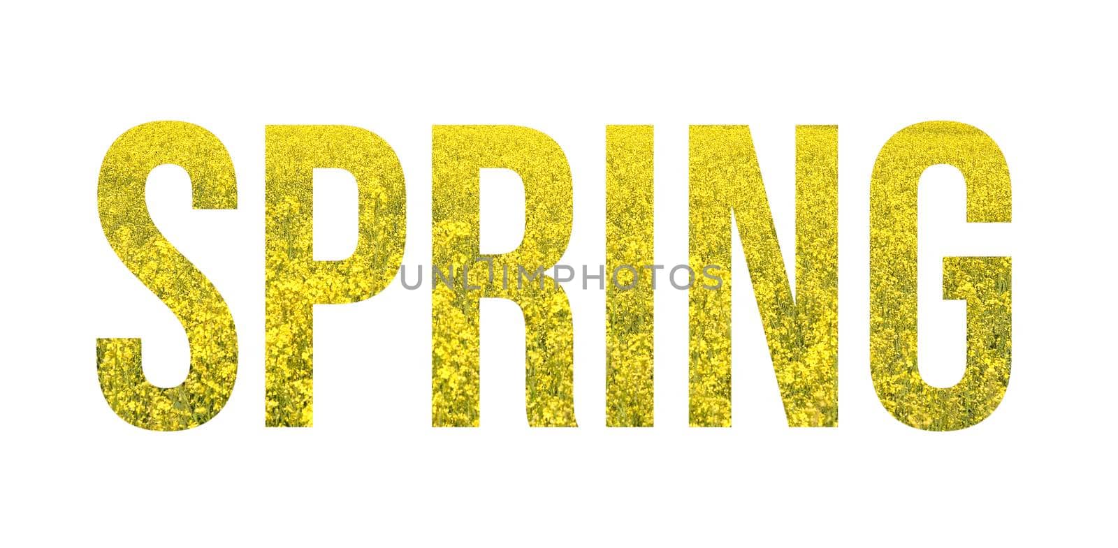 Yellow wild flowers font word SPRING banner isolated on white background. Spring overlay concept