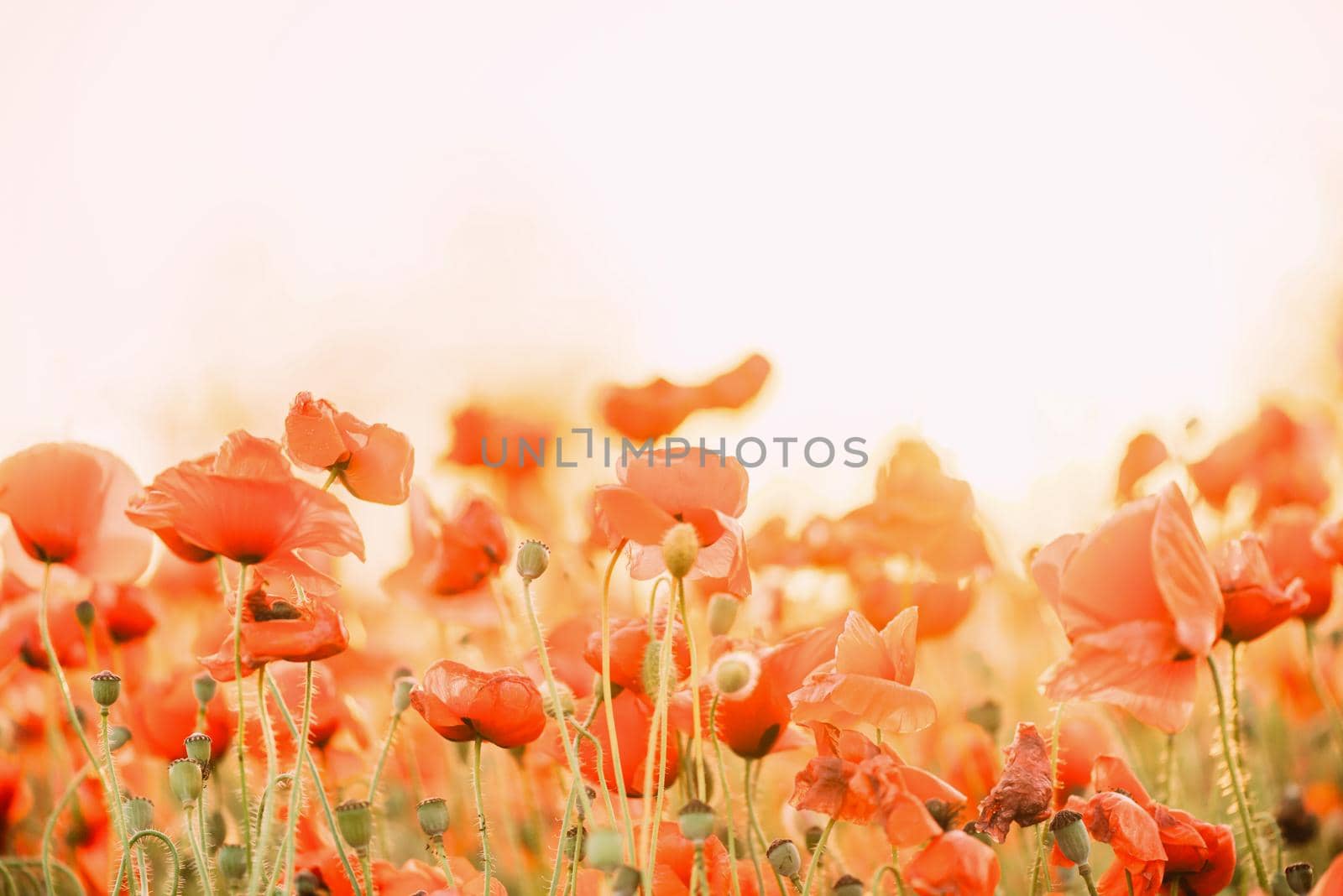 Flowers background: red poppies field outdoor.