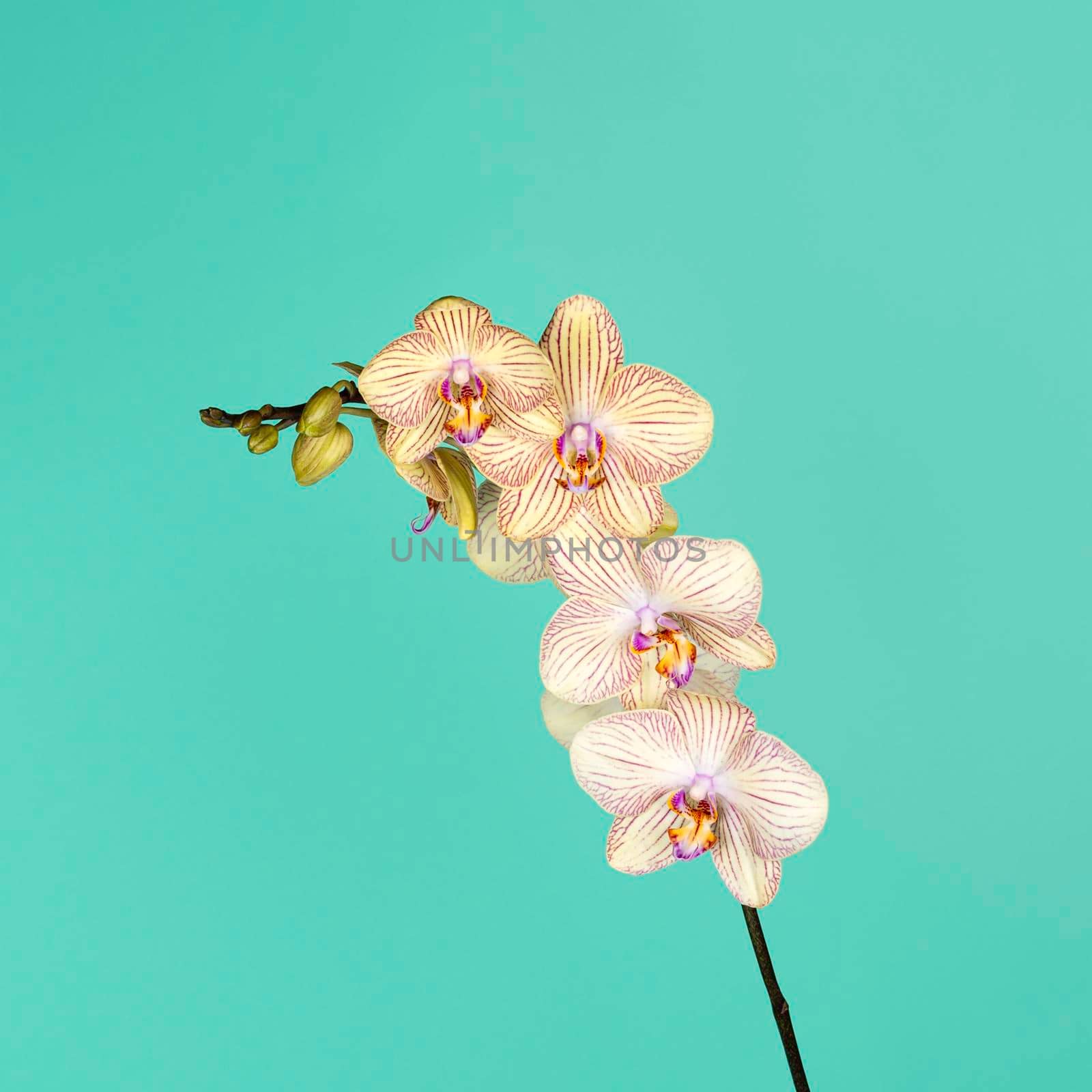 Beautiful tender yellow orchid branch isolated on blue background. Flower banner by esvetleishaya