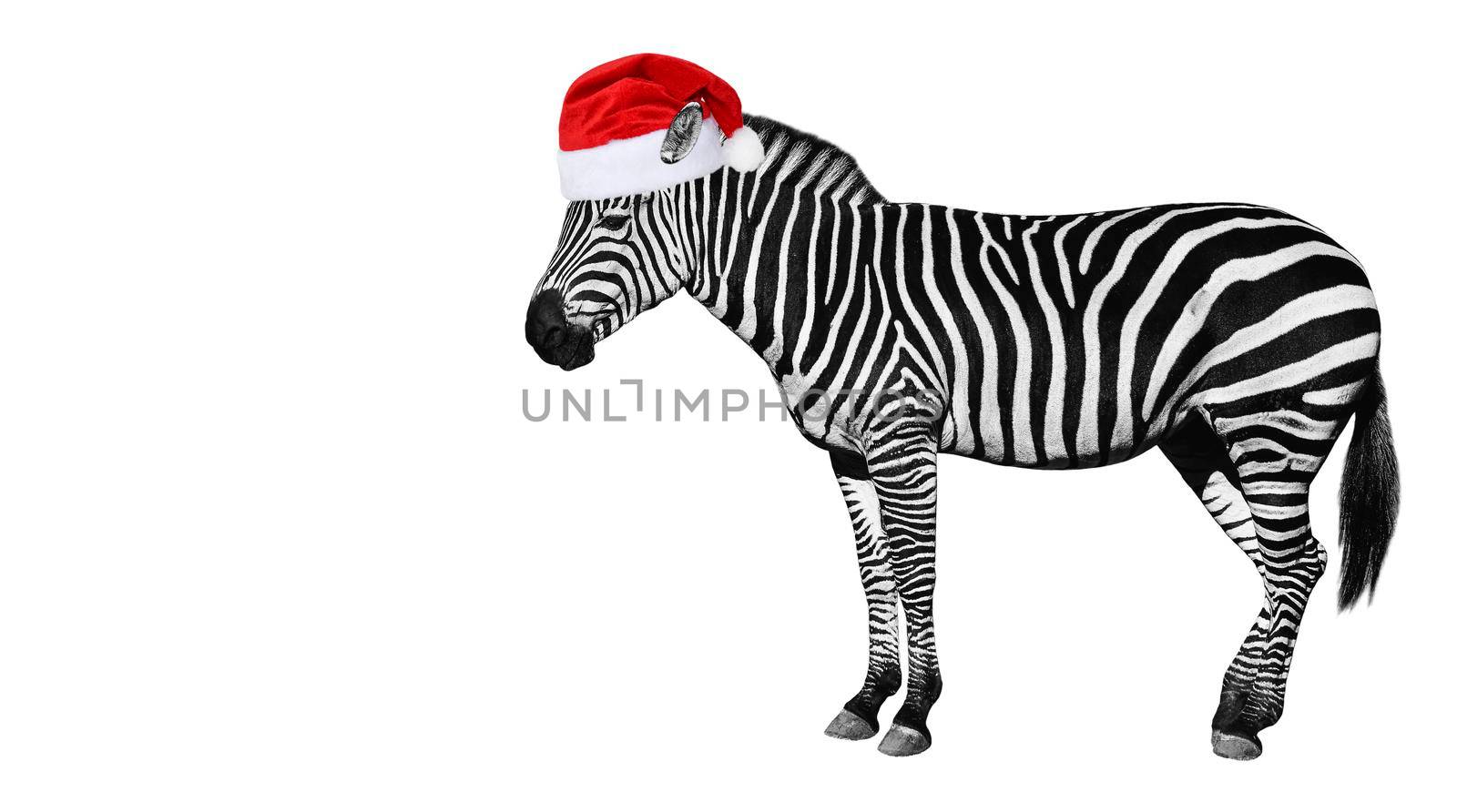 Young zebra in Santa Claus helper hat isolated on white background. Zebra close up. Zebra cutout full length. Zoo animals.