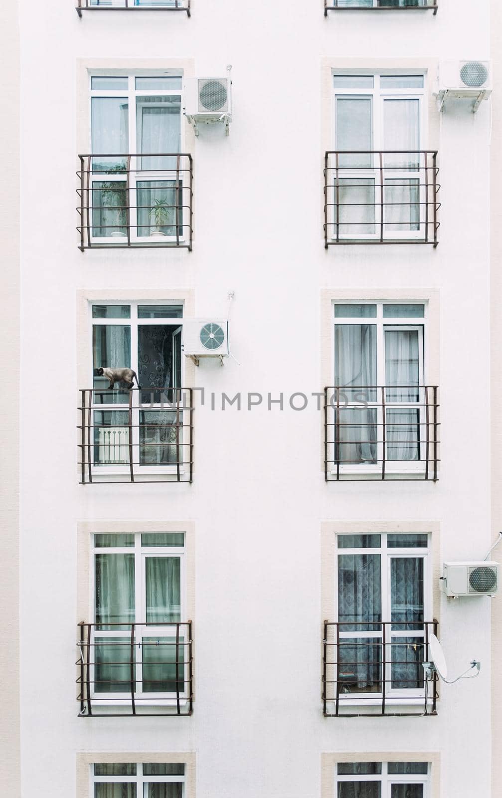 Siamese cat walking on edge of balcony of an apartment building outdoor.