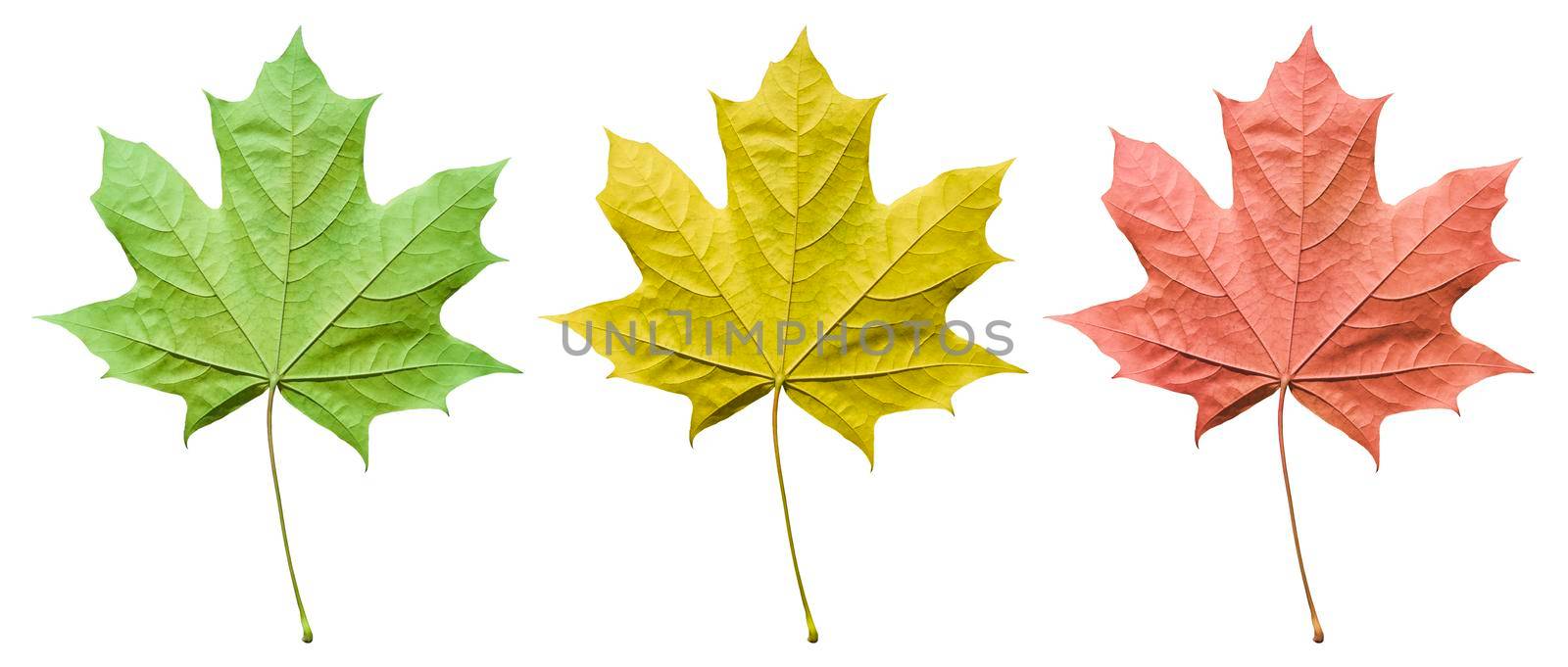 Set of Maple leaves isolated on white. Yellow, red and green Maple leaves cut out.