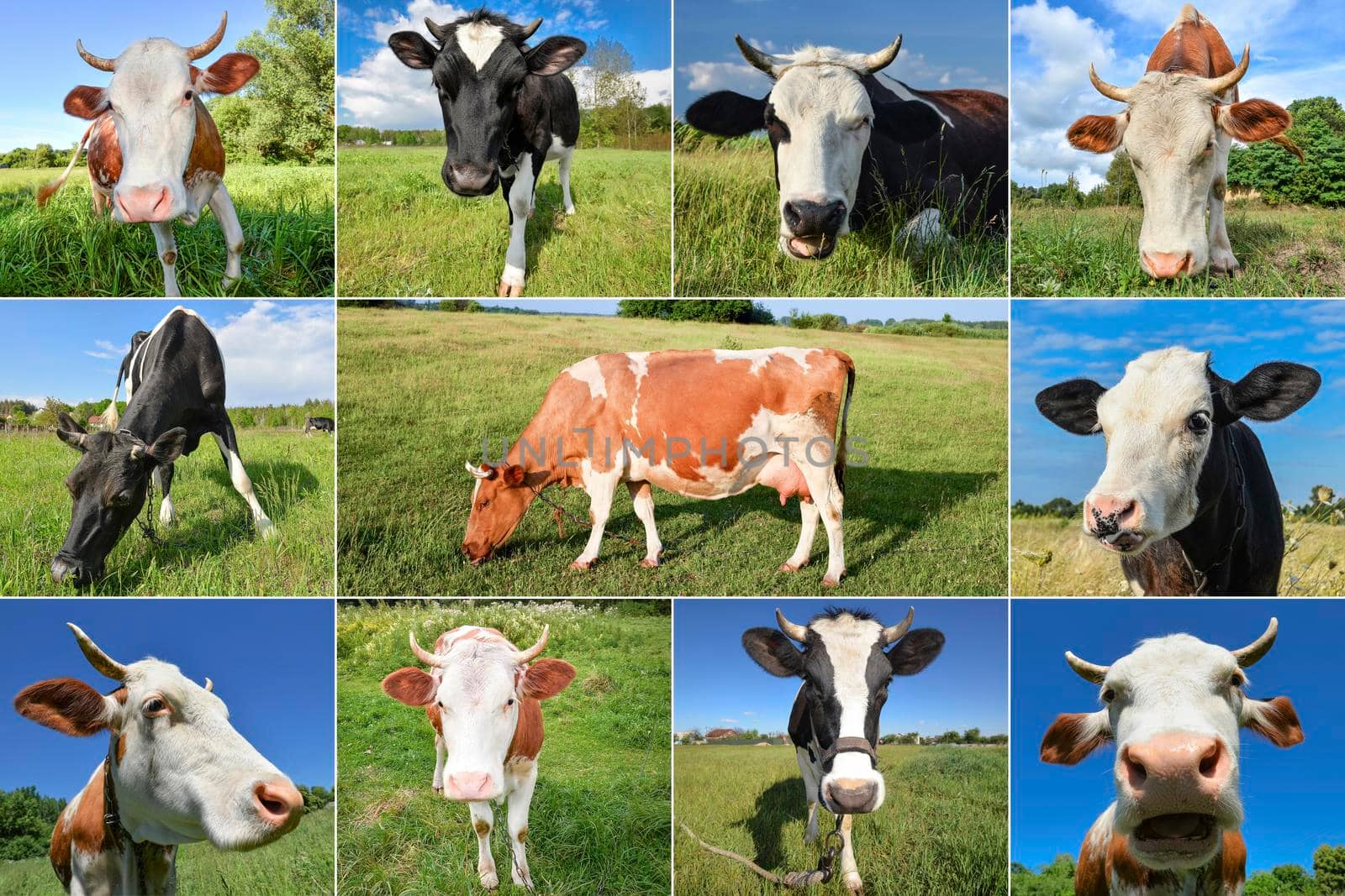 Collage of cows and cattles on the field by esvetleishaya